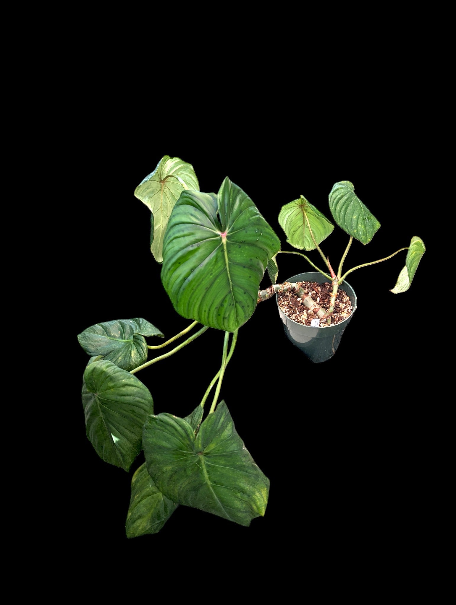 Philodendron sodiroi x P. pastazanum