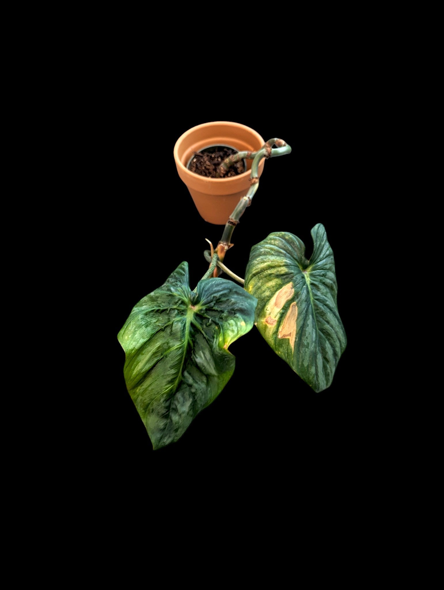 Philodendron sodiroi aff