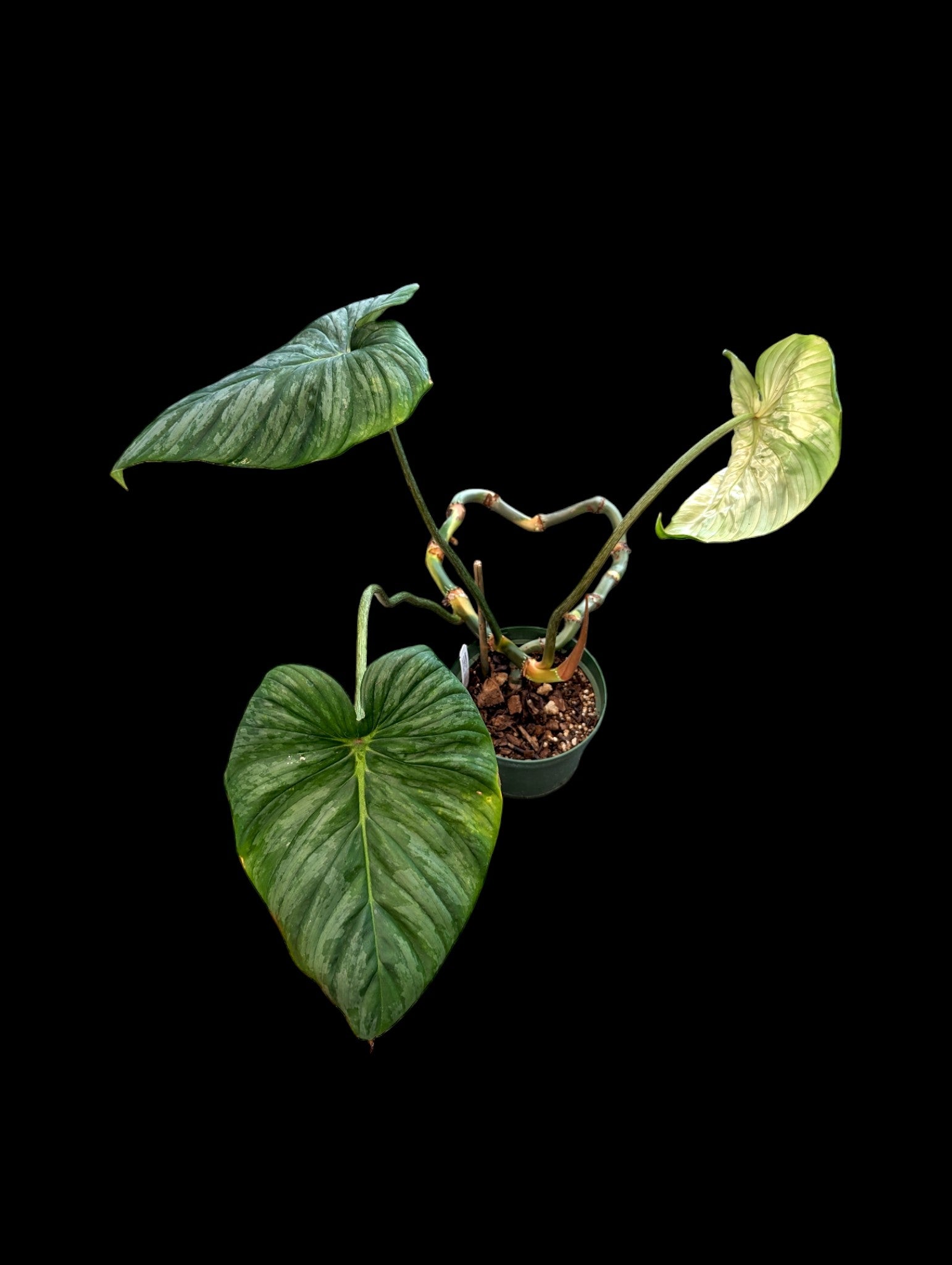 Philodendron sodiroi aff