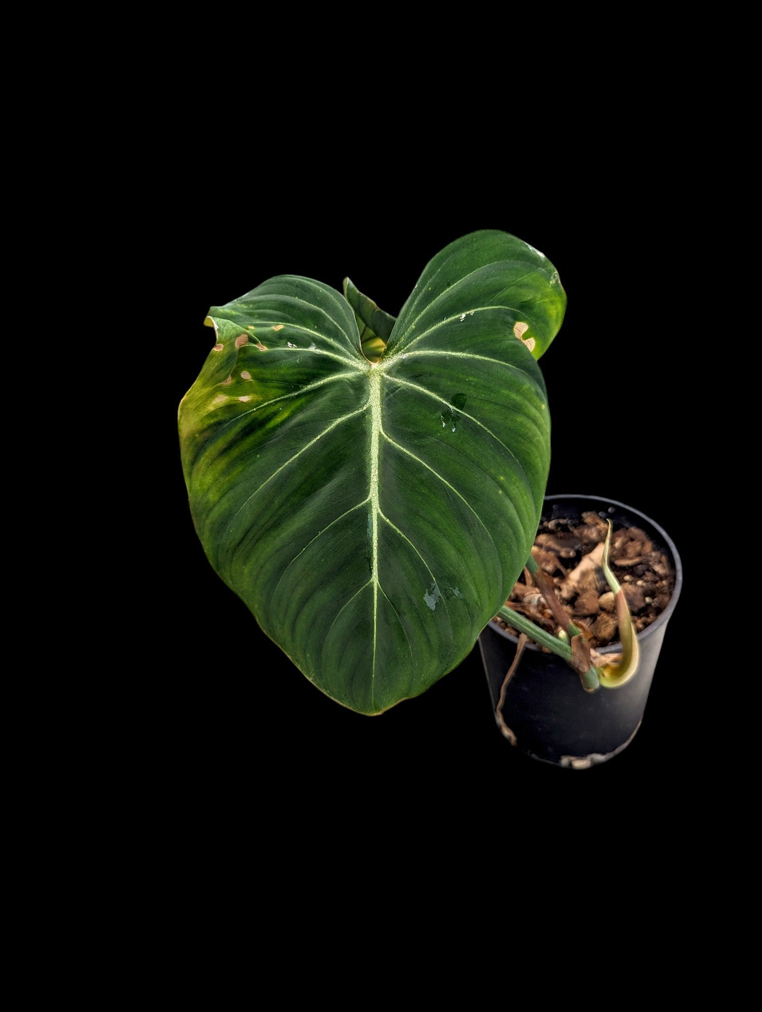 Philodendron gloriosum