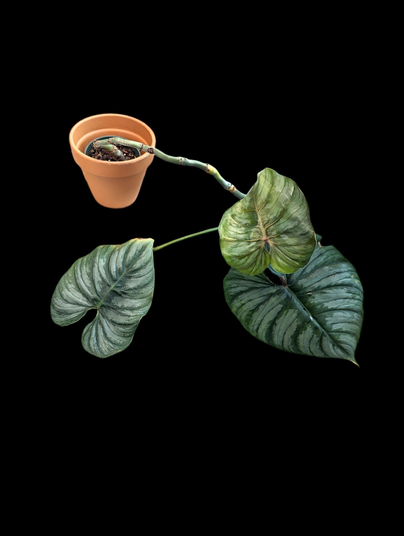 Philodendron Lynamii x P. ploughmanii