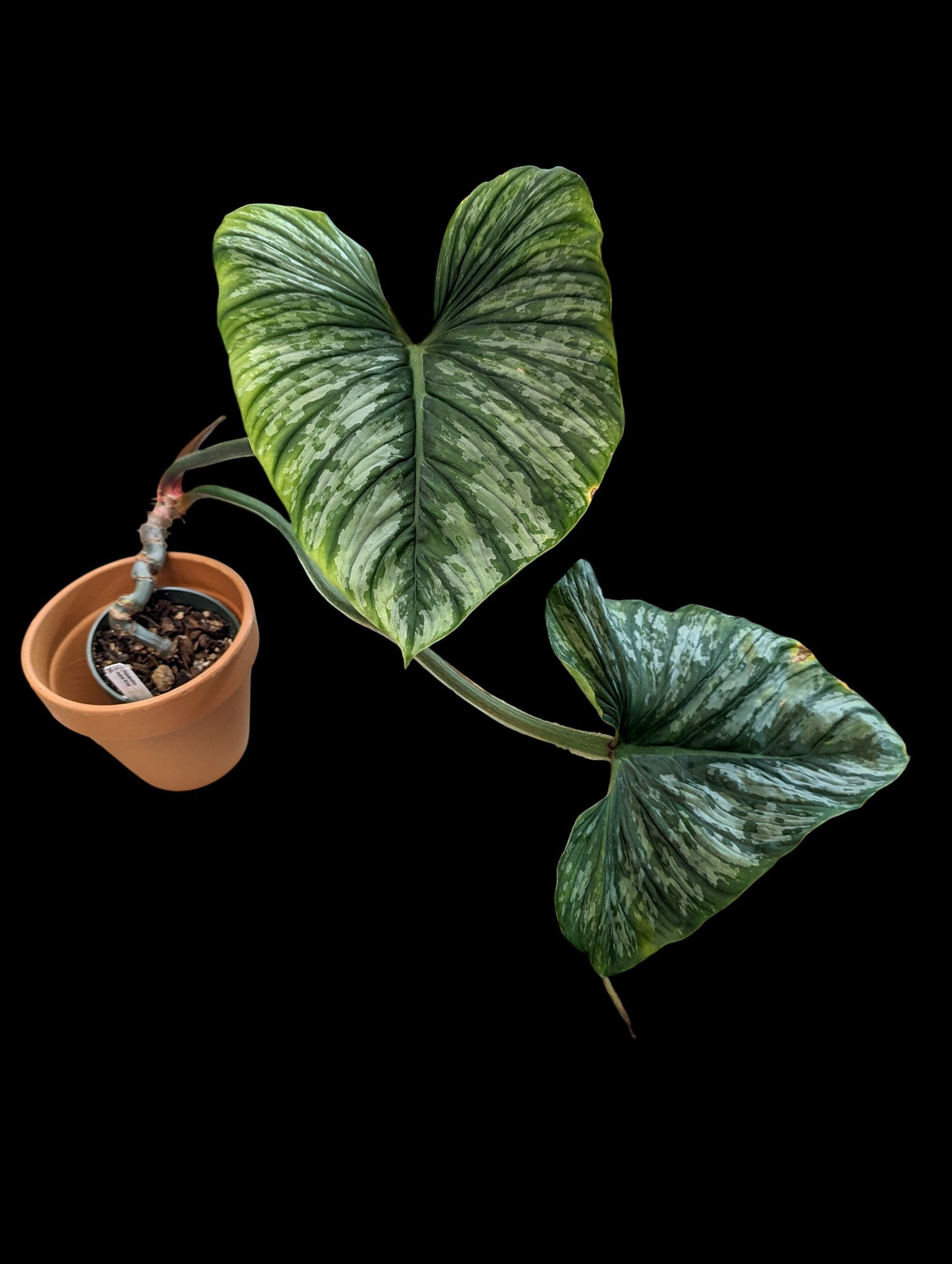 Philodendron mamei argent