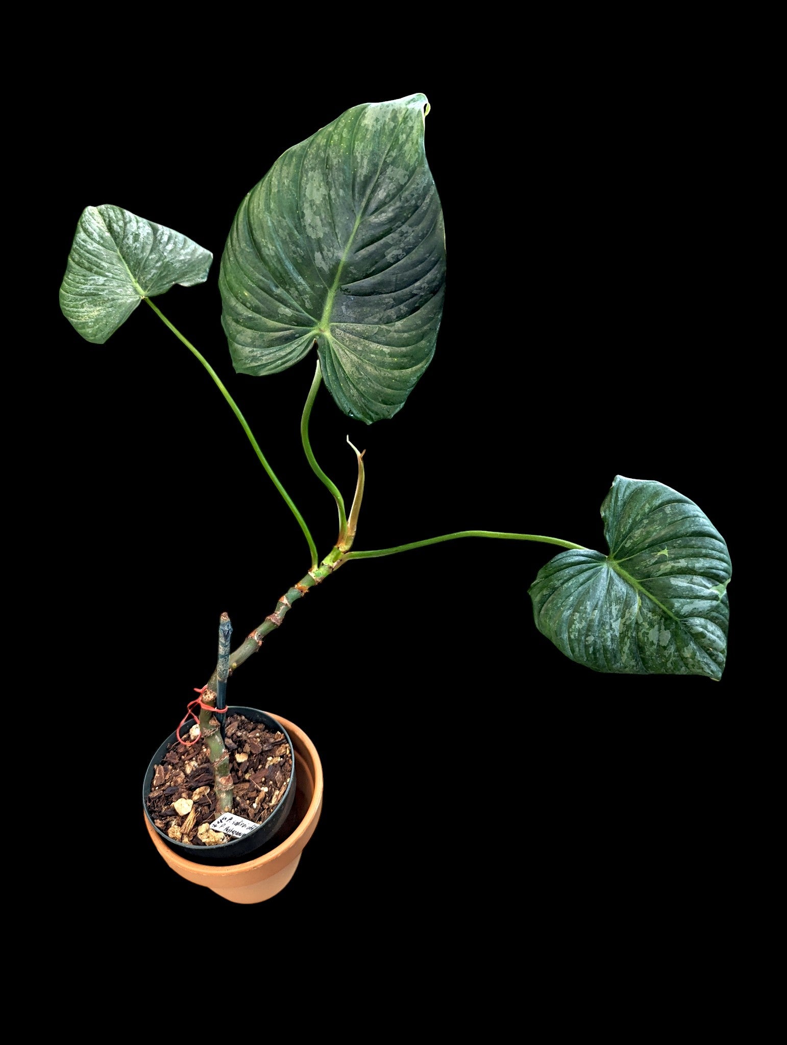 Philodendron sodiroi x P. pastazanum