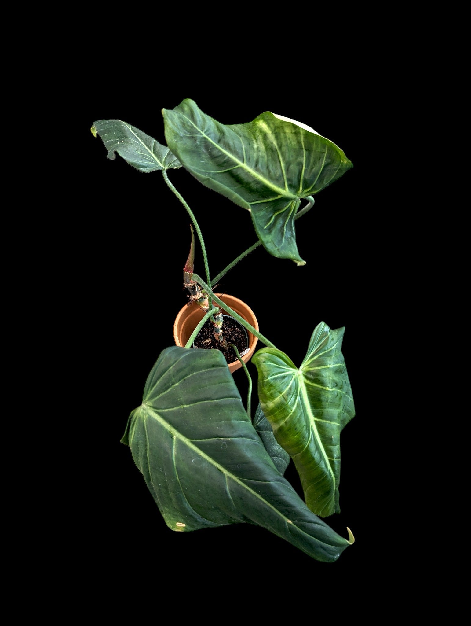 Philodendron Soleil du matin