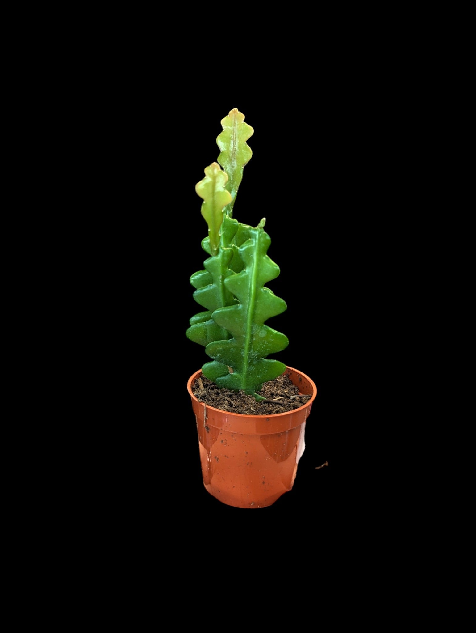 Ric Rac cactus