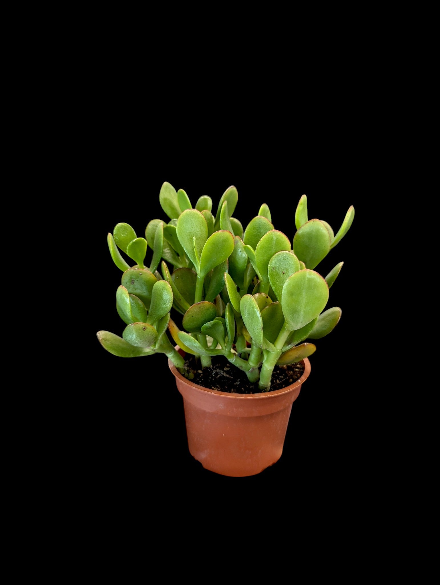 Plante de jade