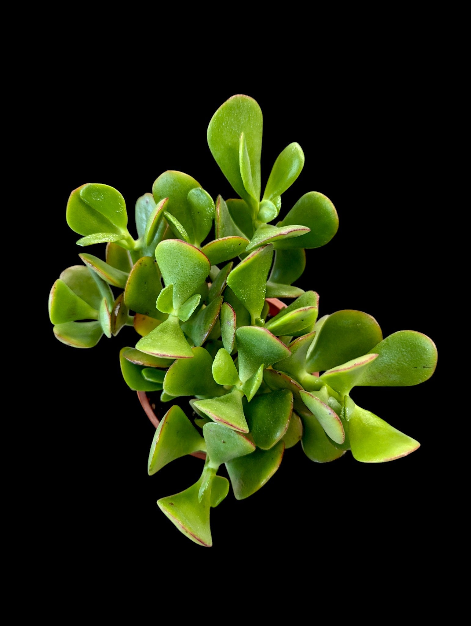 Plante de jade