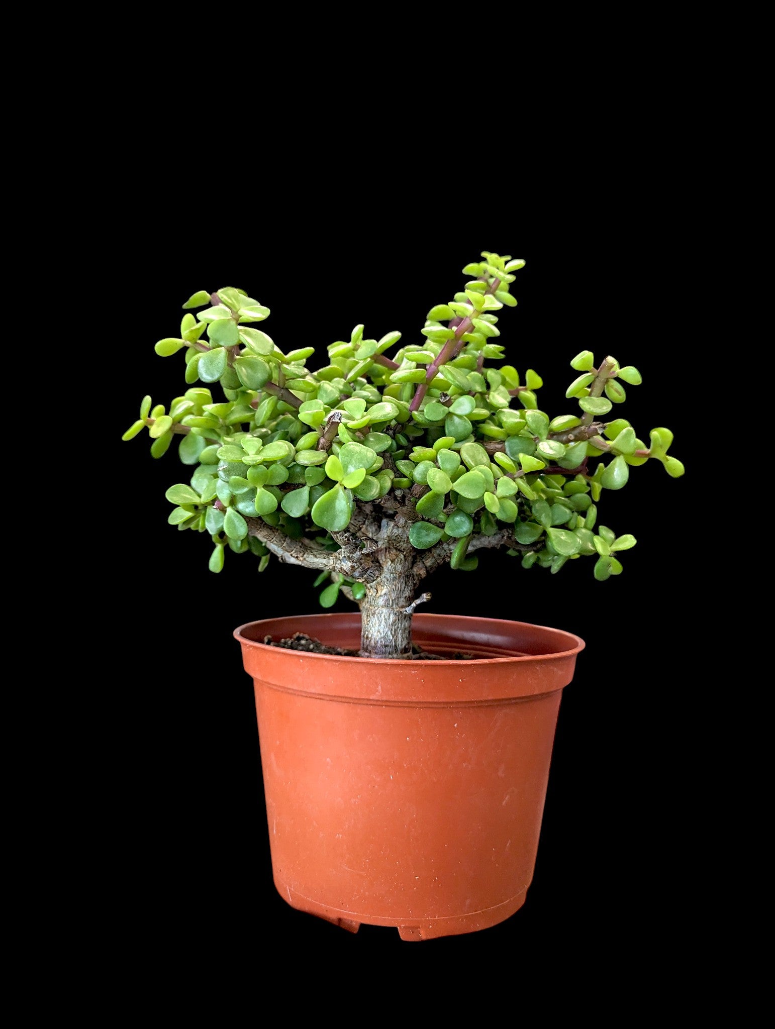 Elephant Bush - Portulacaria
