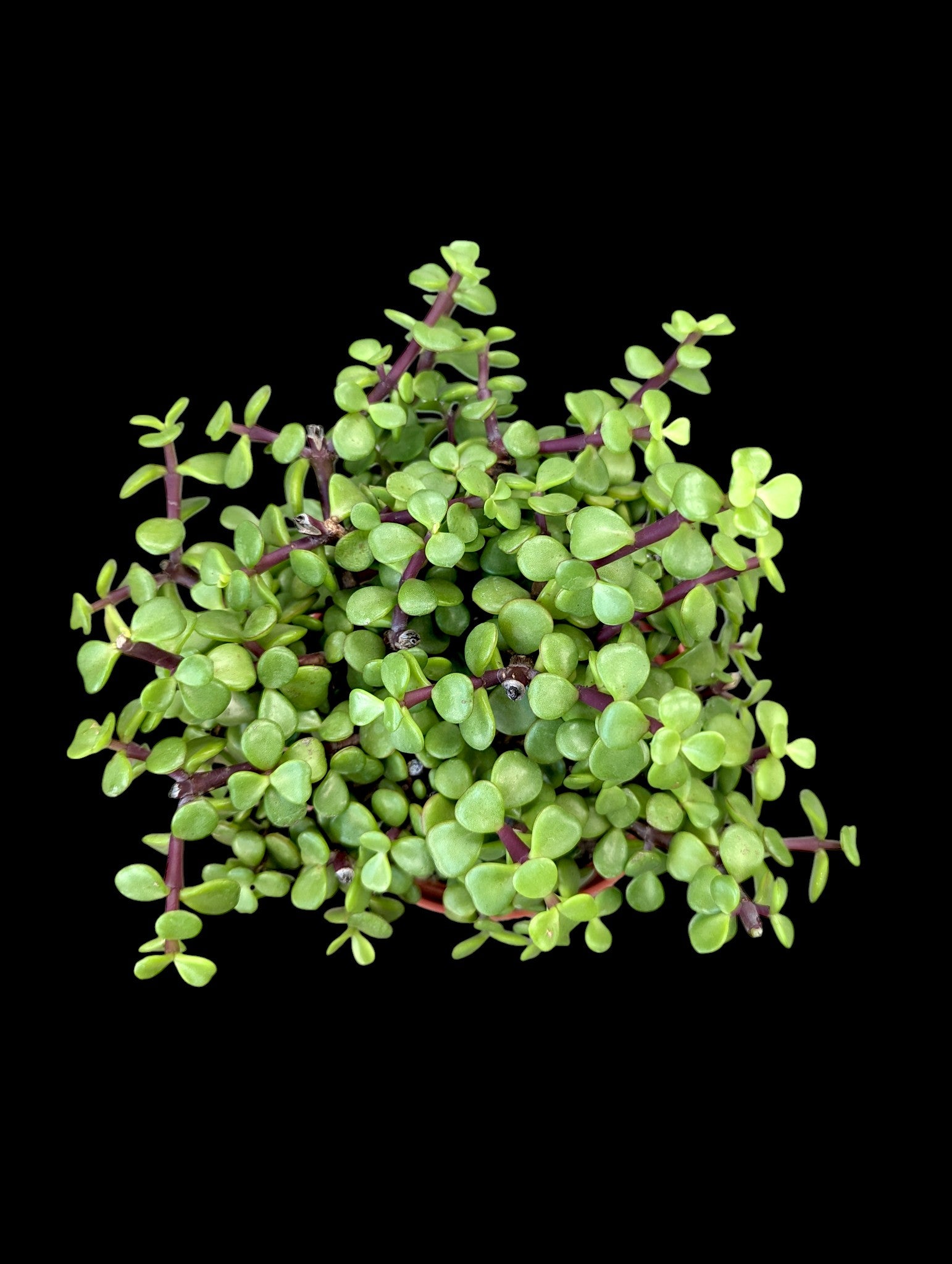 Elephant Bush - Portulacaria