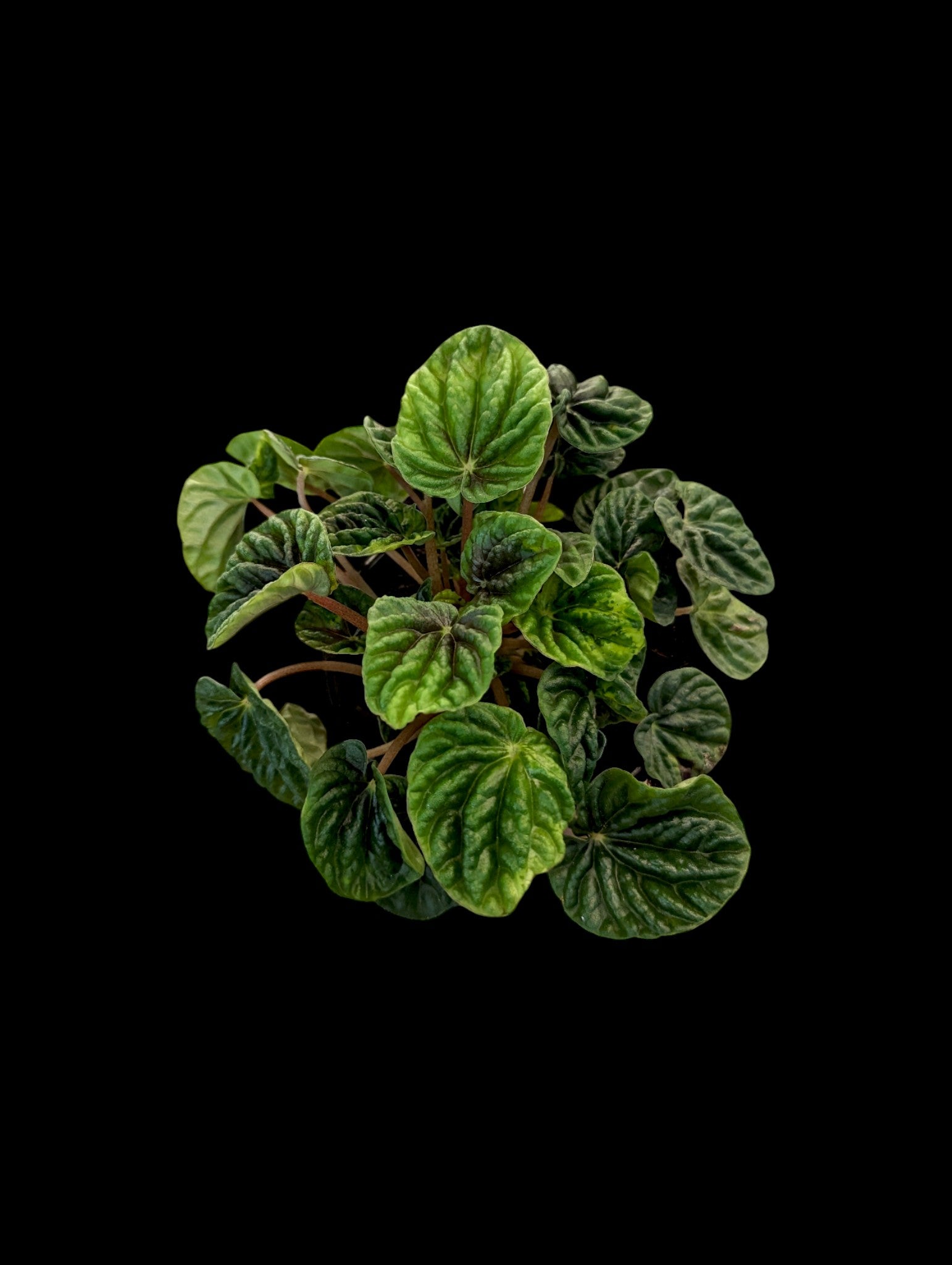 Peperomia 'Green Ripple'