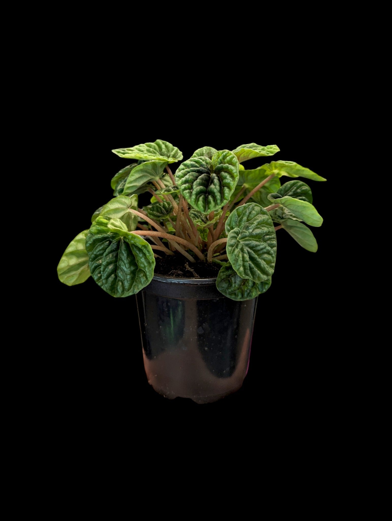 Peperomia 'Green Ripple'