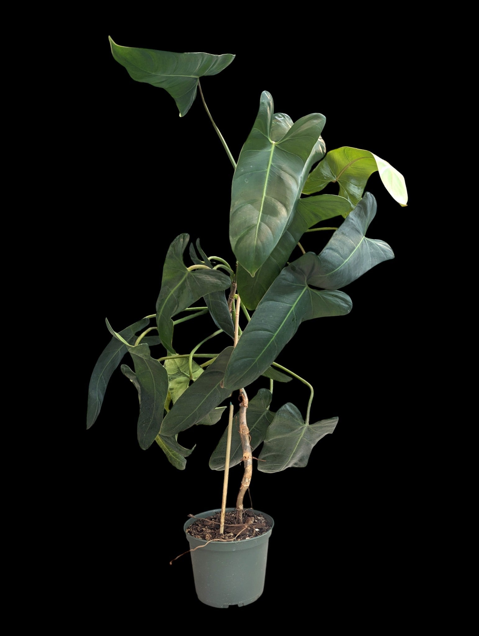 Philodendron pinnatilobum aff x Jose Buono