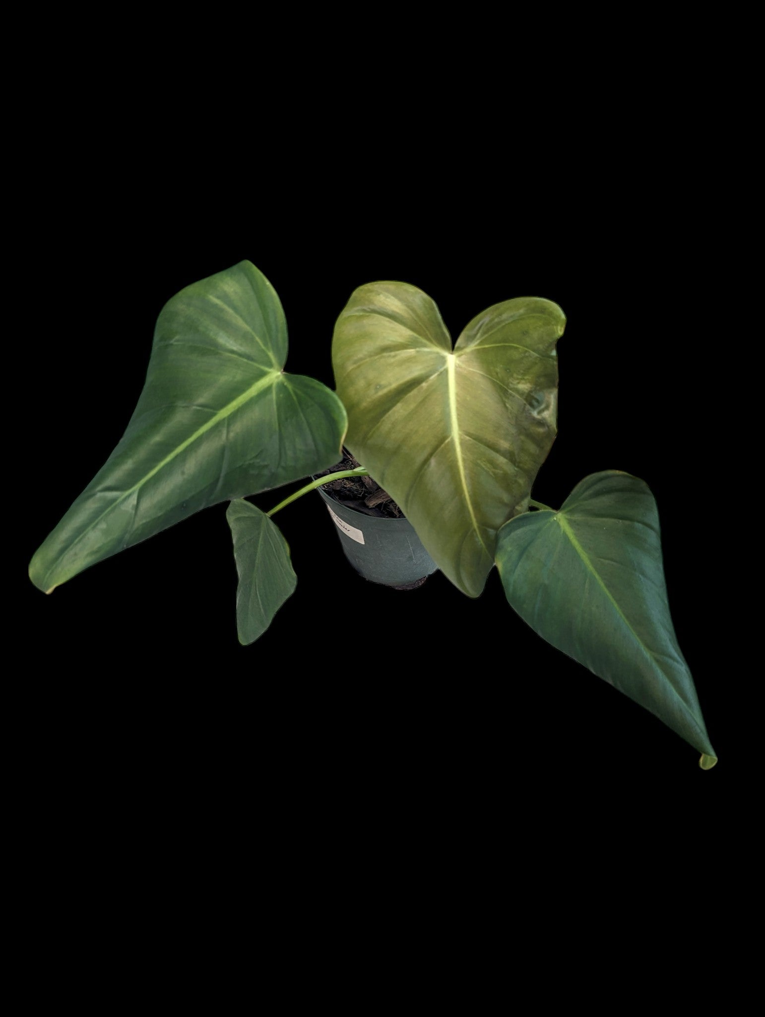 Philodendron Green Wonder