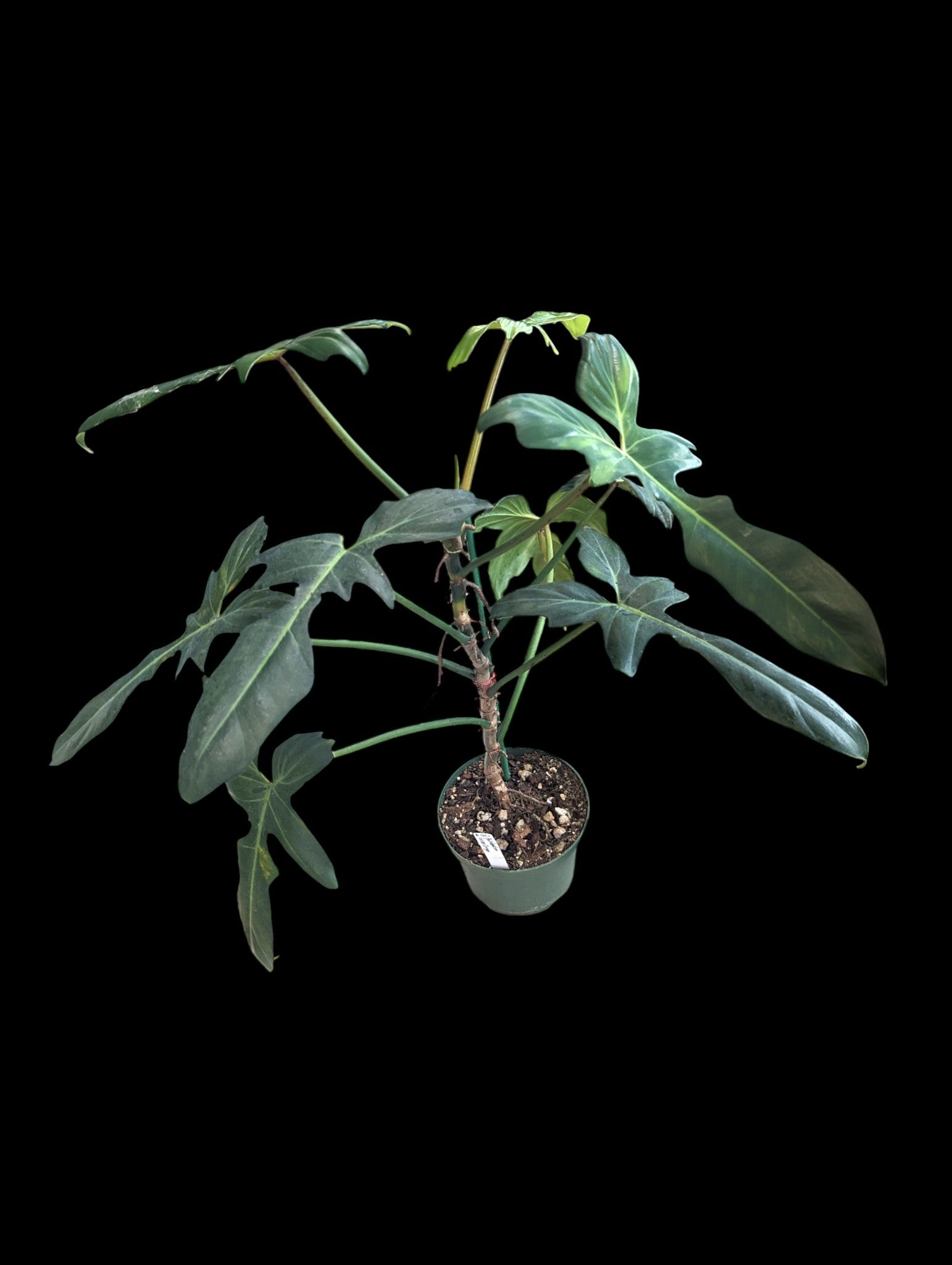 Philodendron Green Dragon