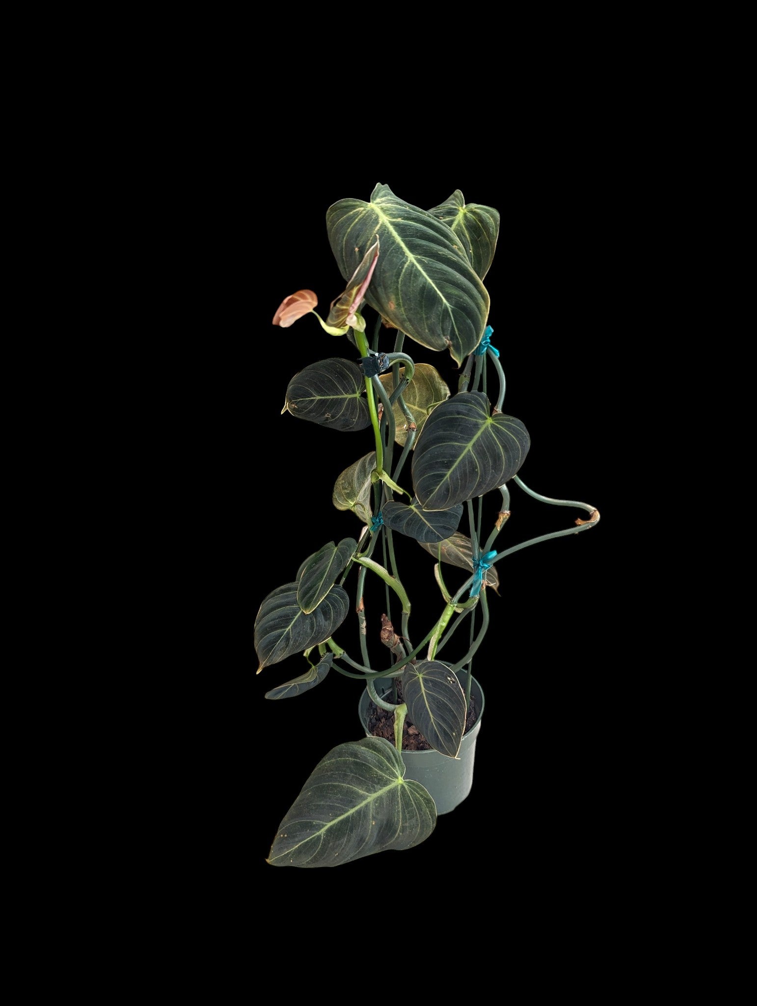 Philodendron Melanochrysum