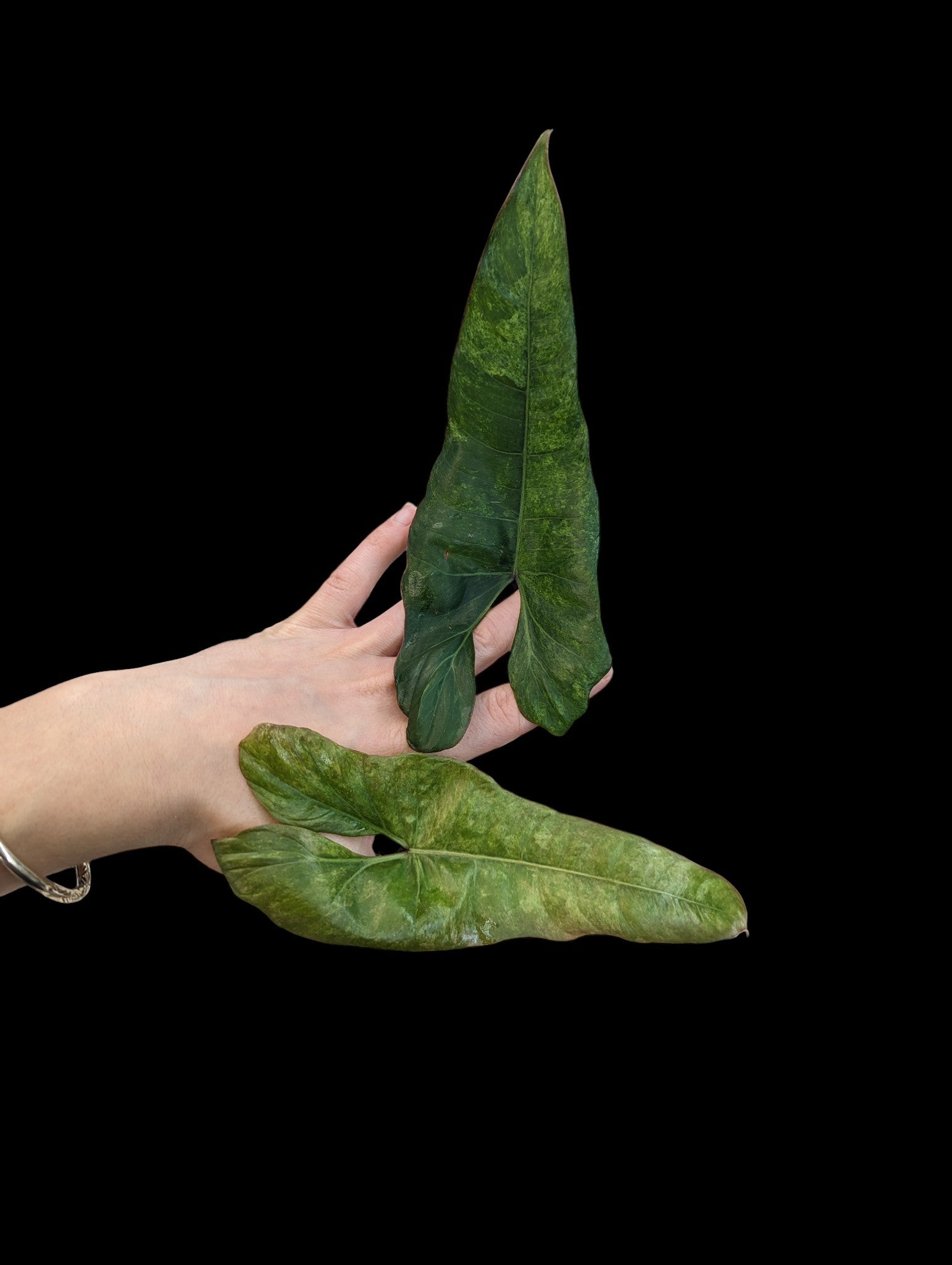 Philodendron pinnatilobum aff