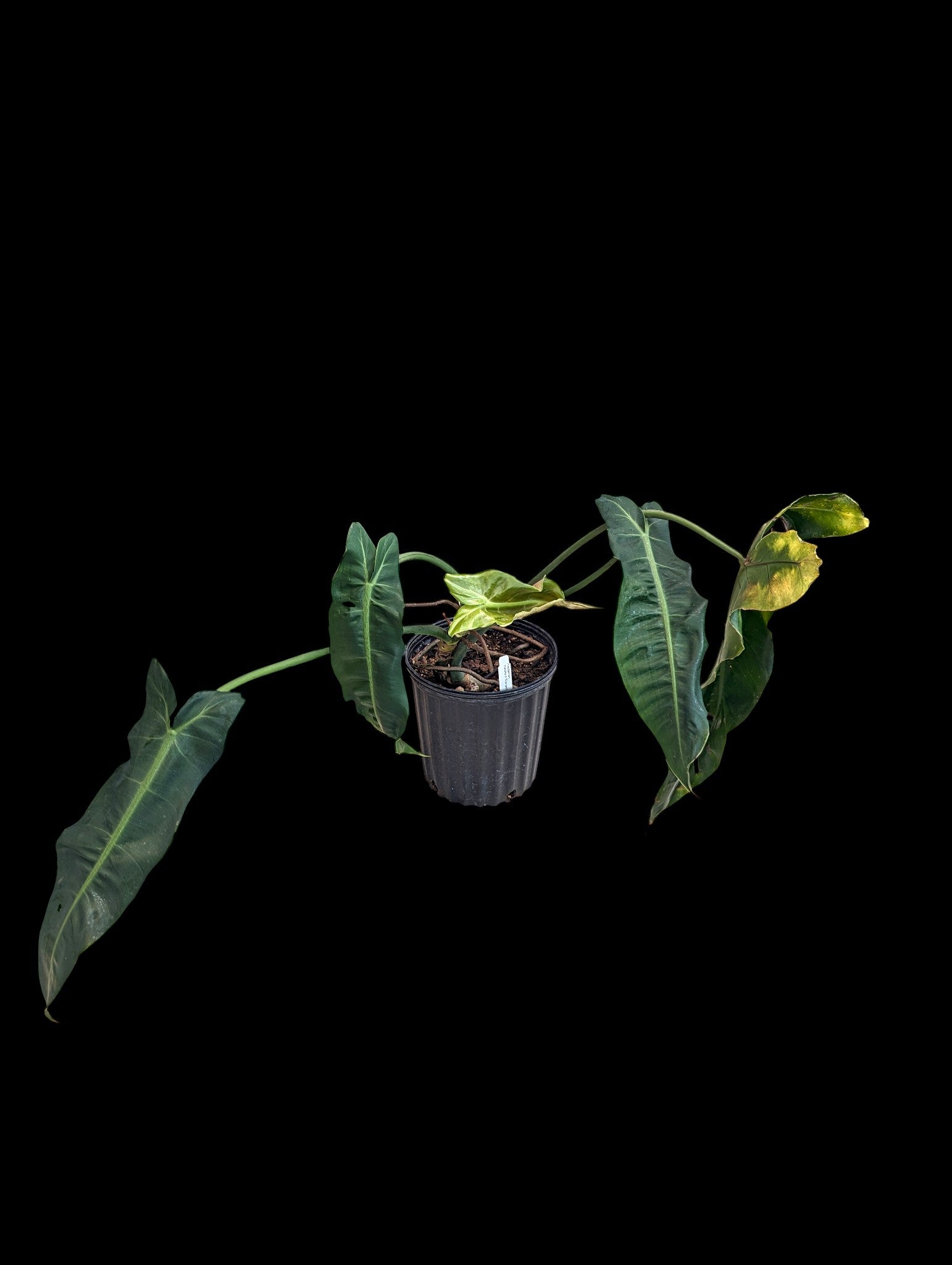 Philodendron maximum Ecuagenera