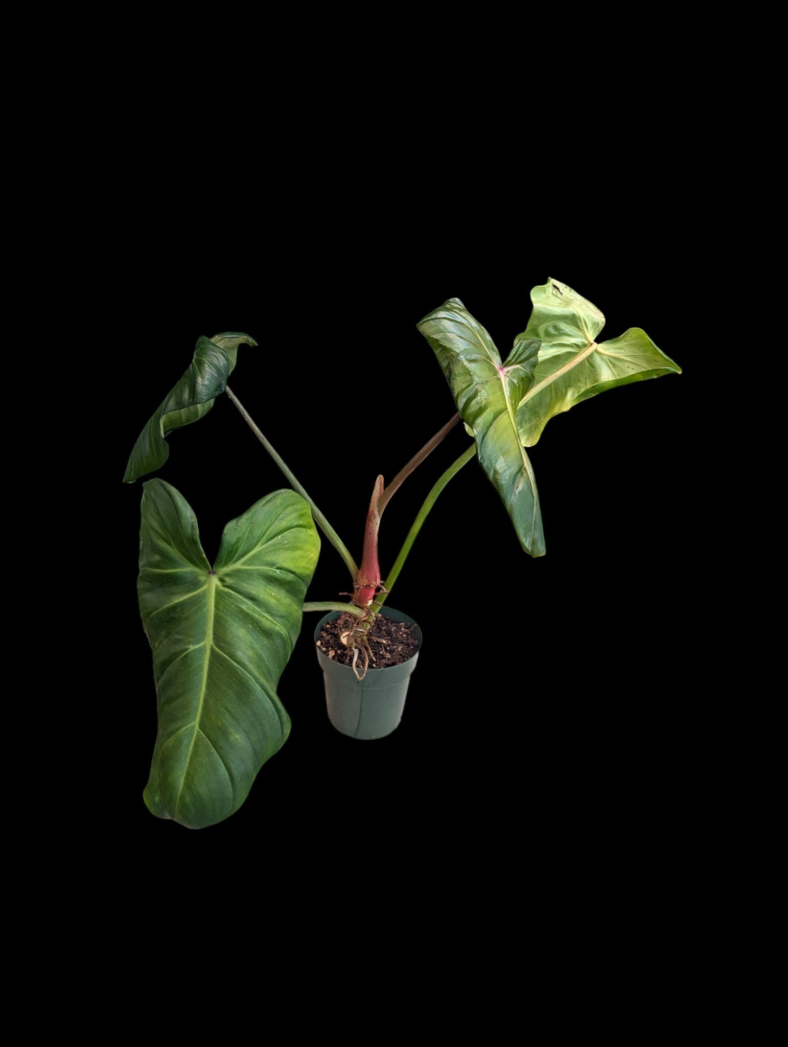 Philodendron Green Wonder