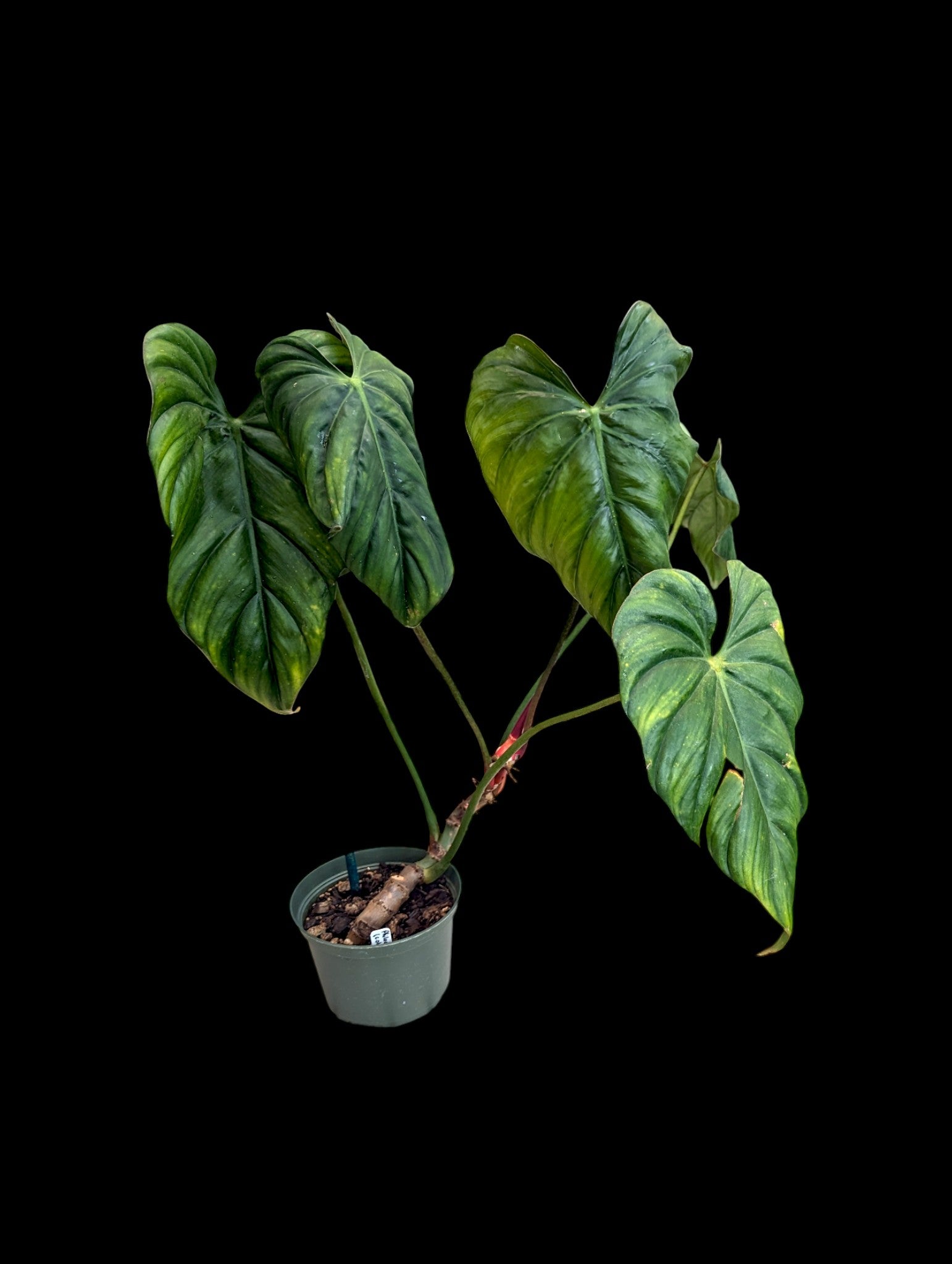 Philodendron Colombia