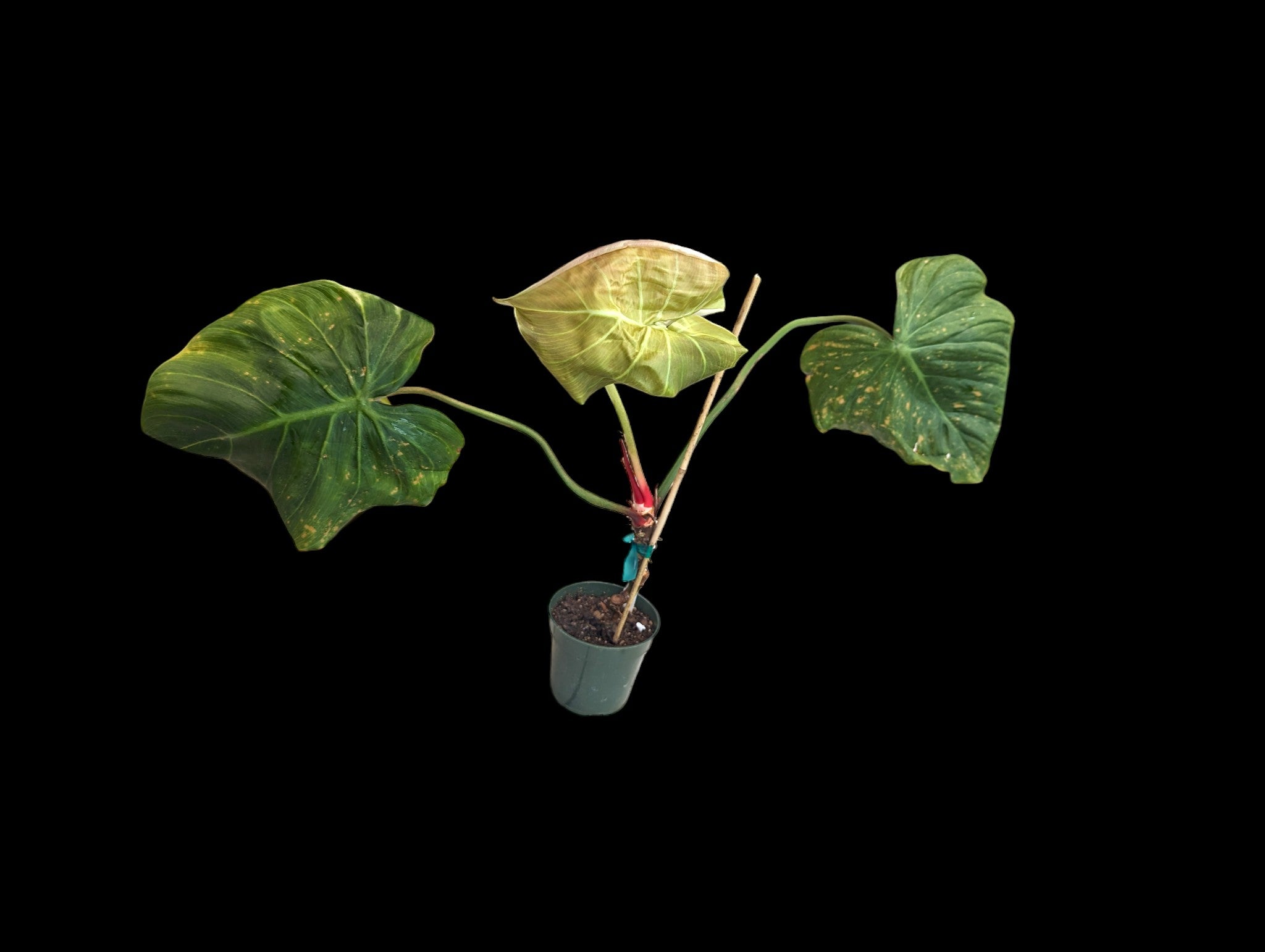 Philodendron Celebration