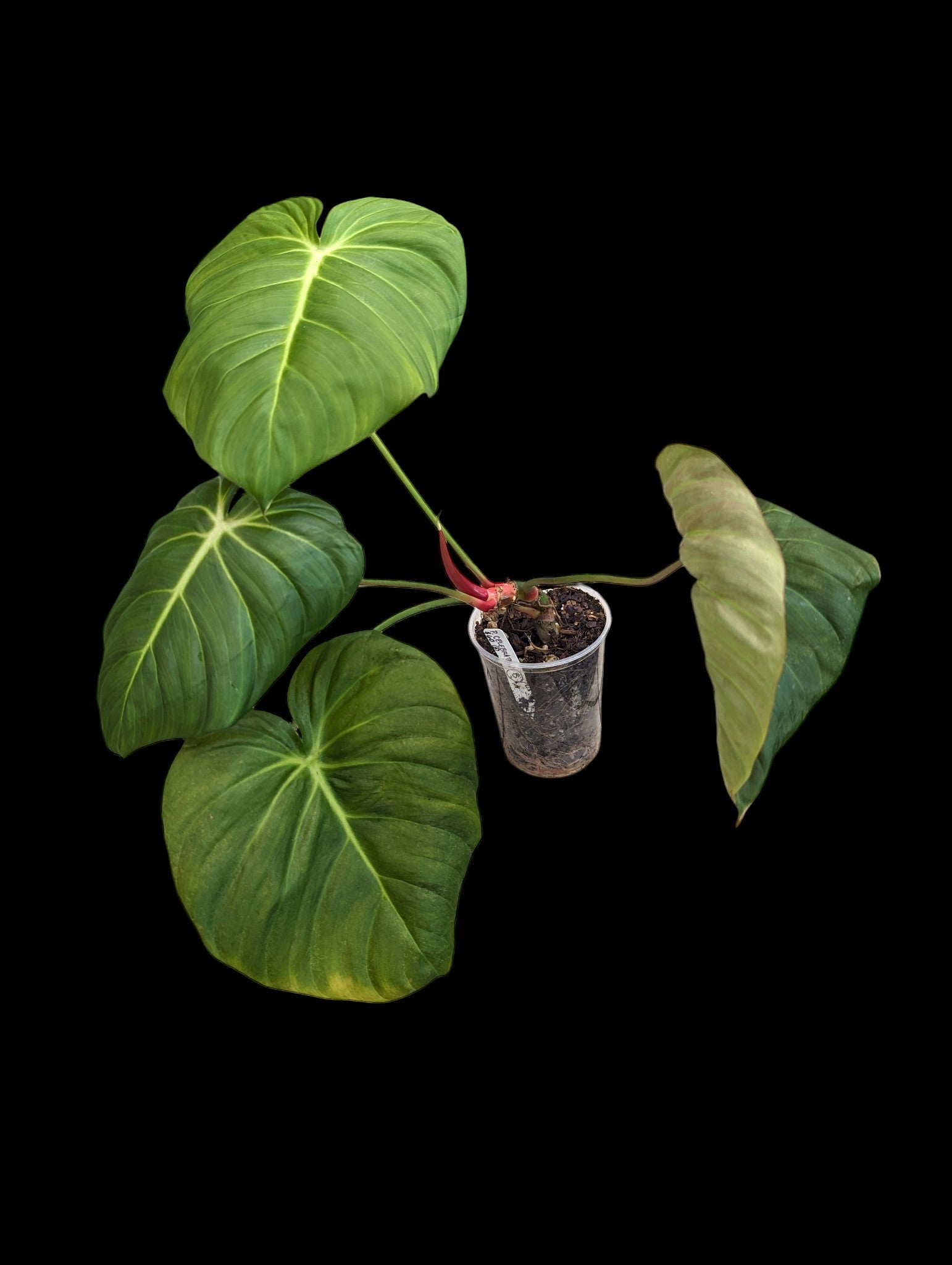 Philodendron Celebration