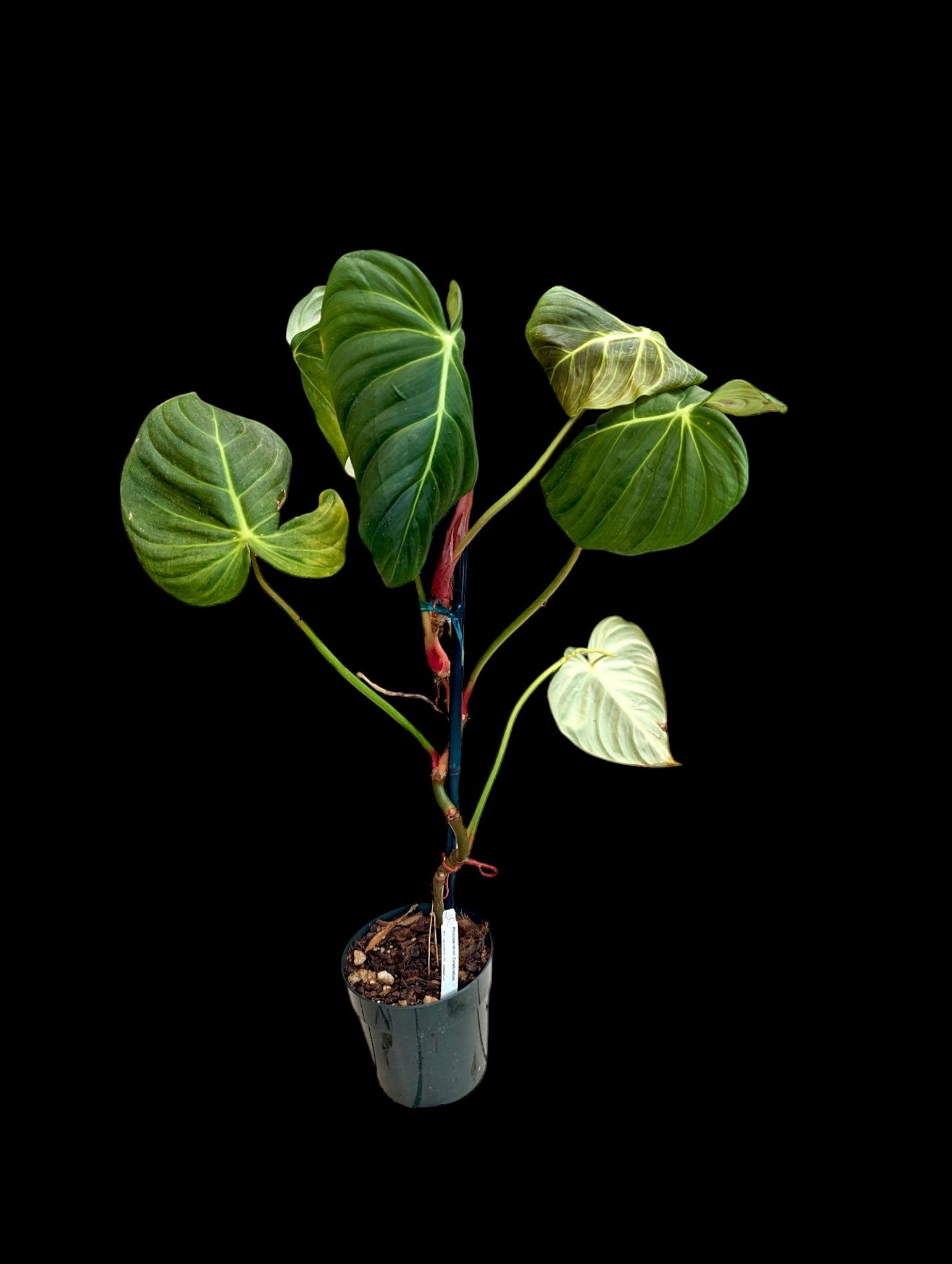 Philodendron Celebration