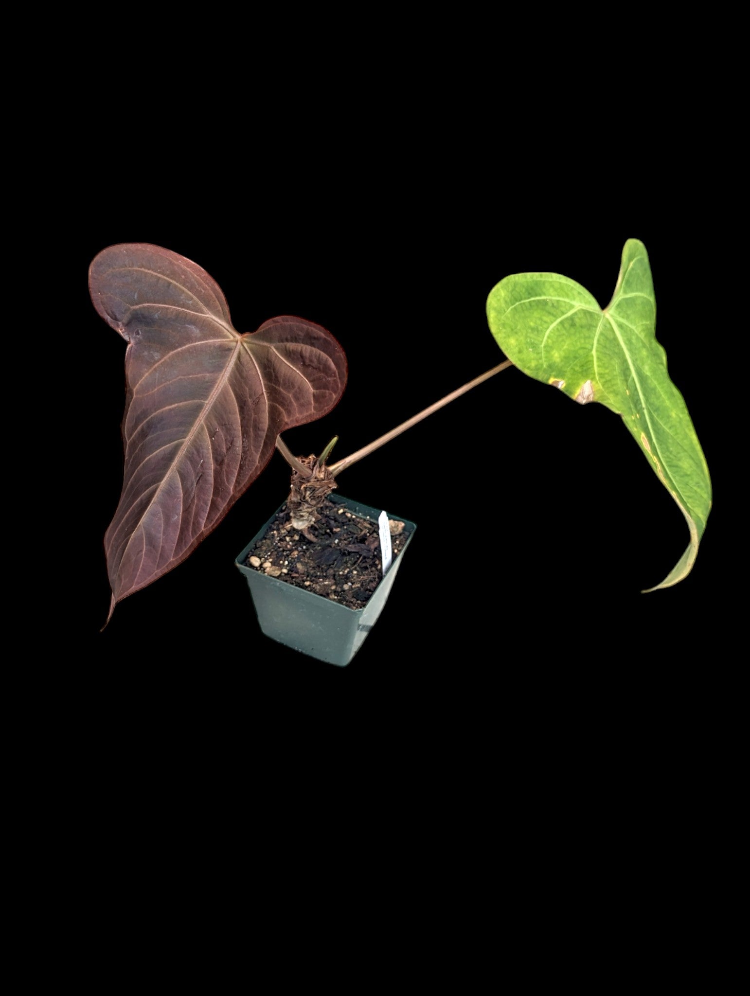 Anthurium Espiritu De Montana