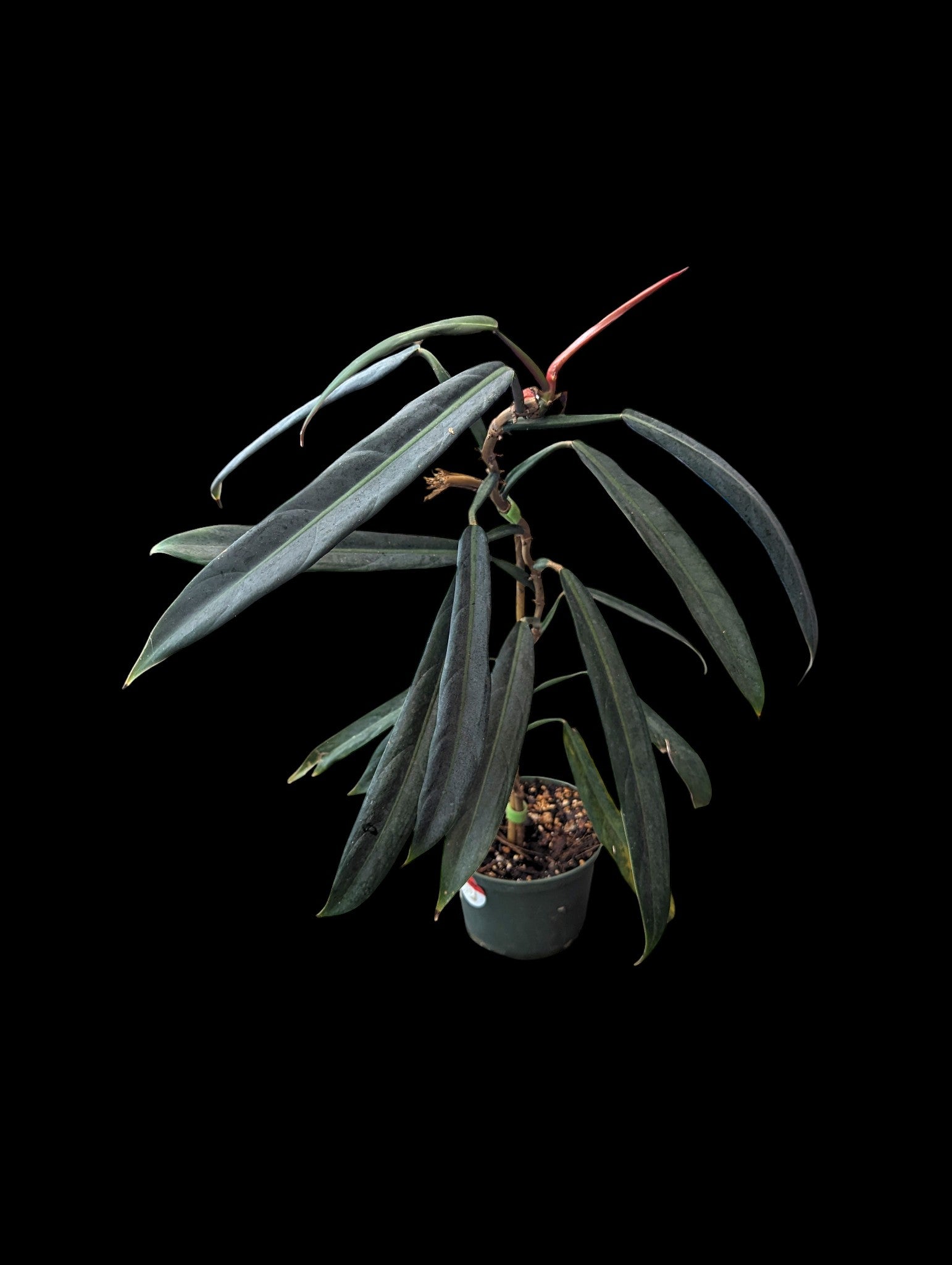 Philodendron Bicolor