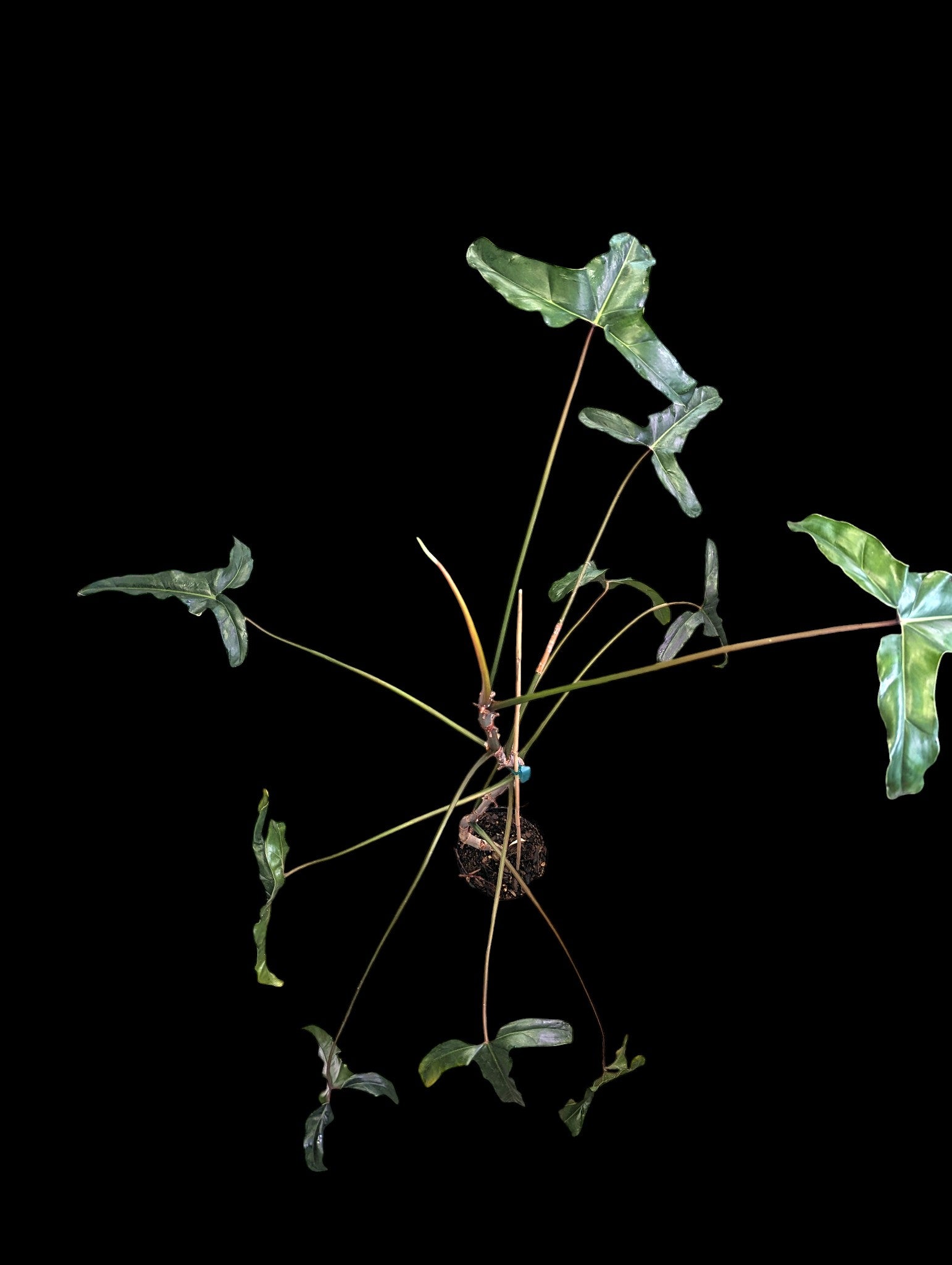 Philodendron delinksii