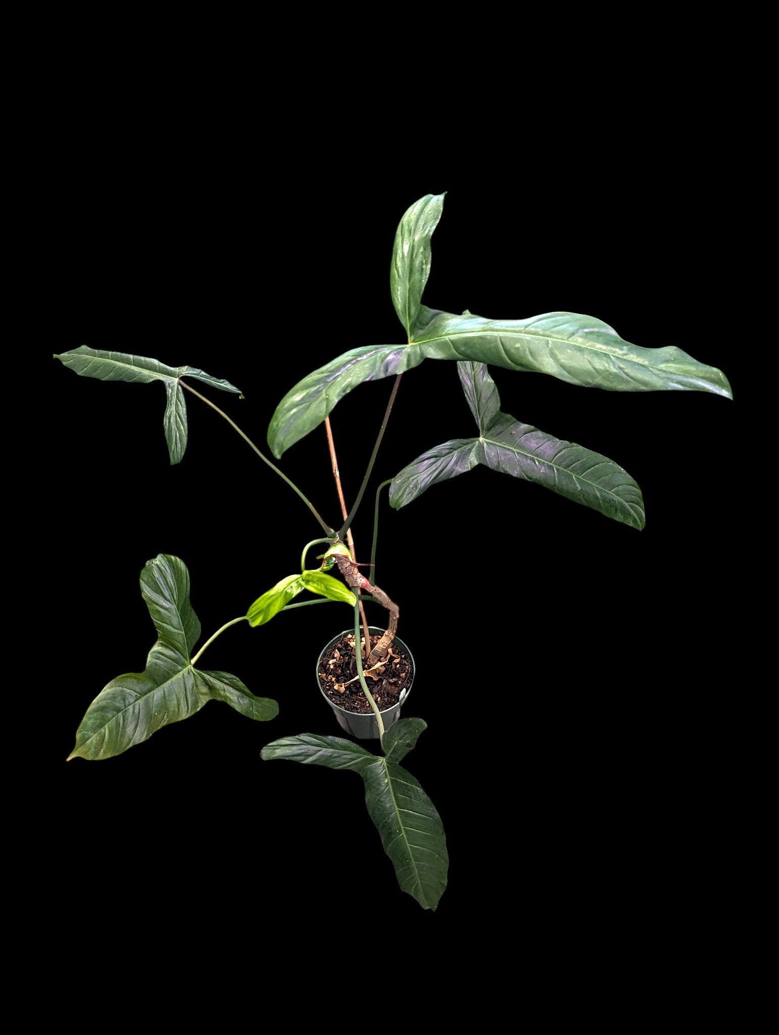 Philodendron Sweet Camila