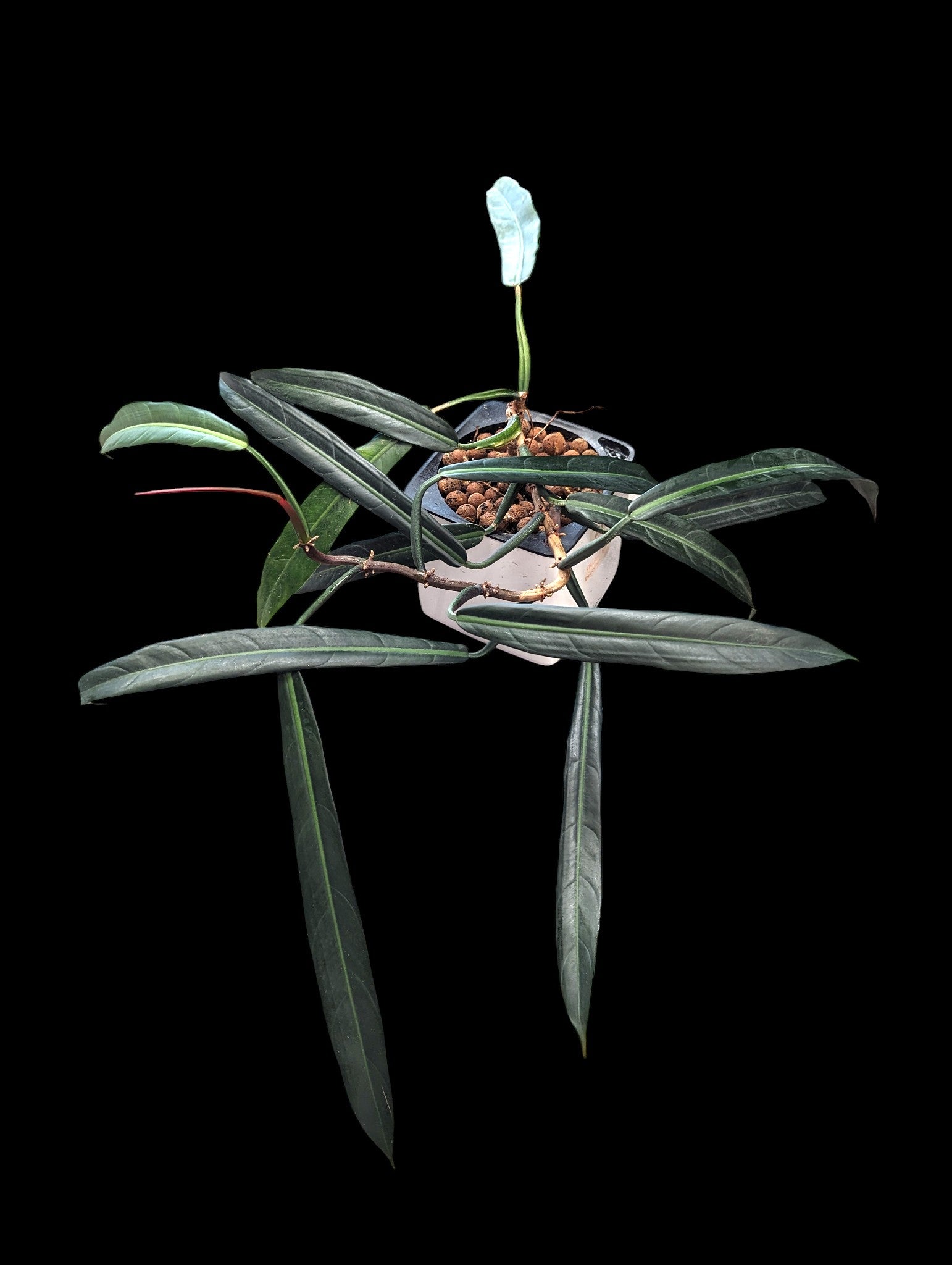 Philodendron bicolor in white cube Leuchuza pot