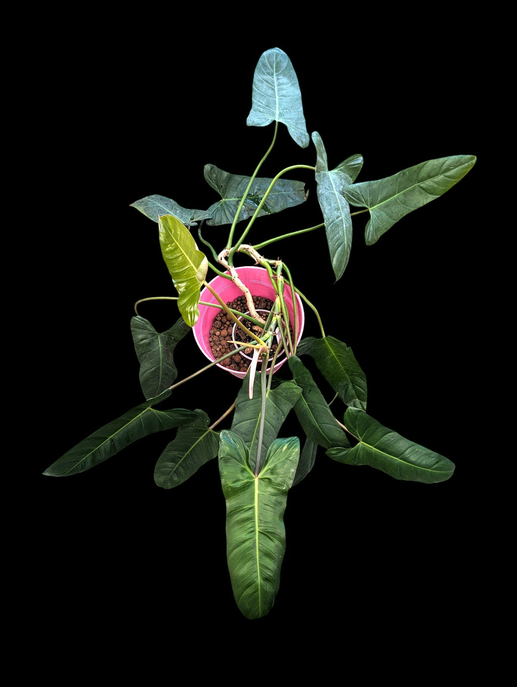 philodendron pinnatilobum Philodendron pinnatilobum aff x José Buono