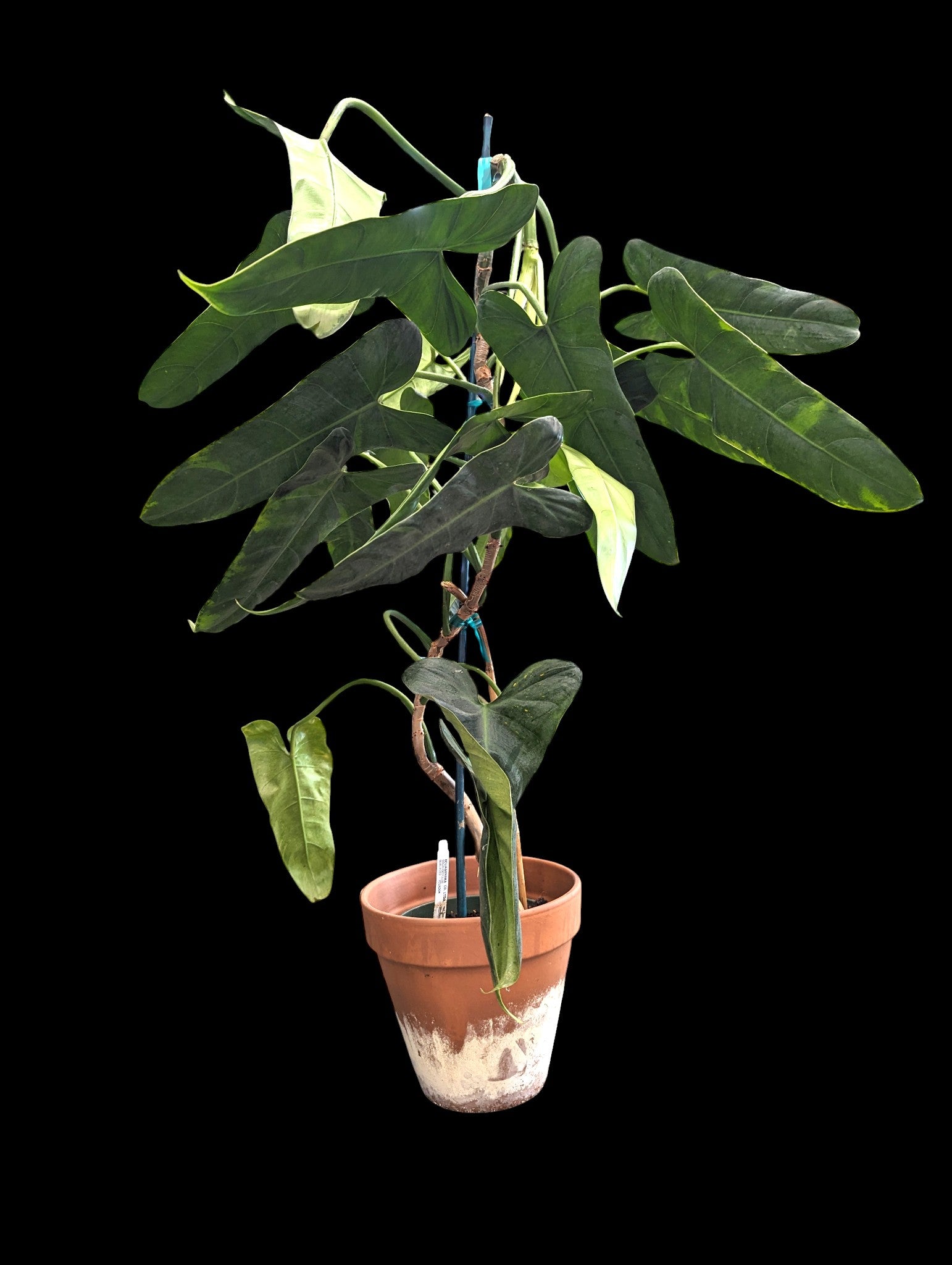 Philodendron pinnatilobum aff x José Buono