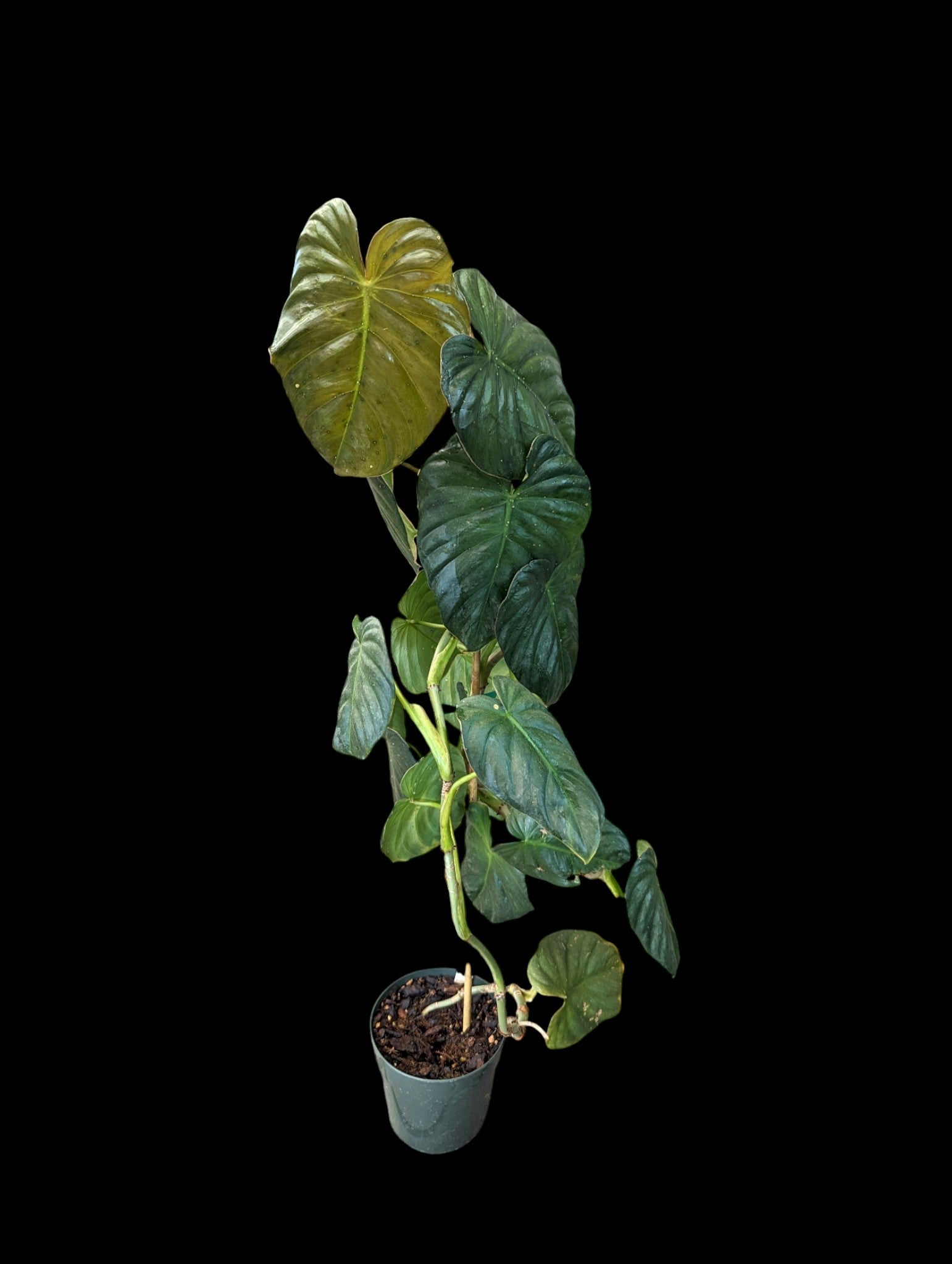 Philodendron sodiroi aff x P. verrucosum 2