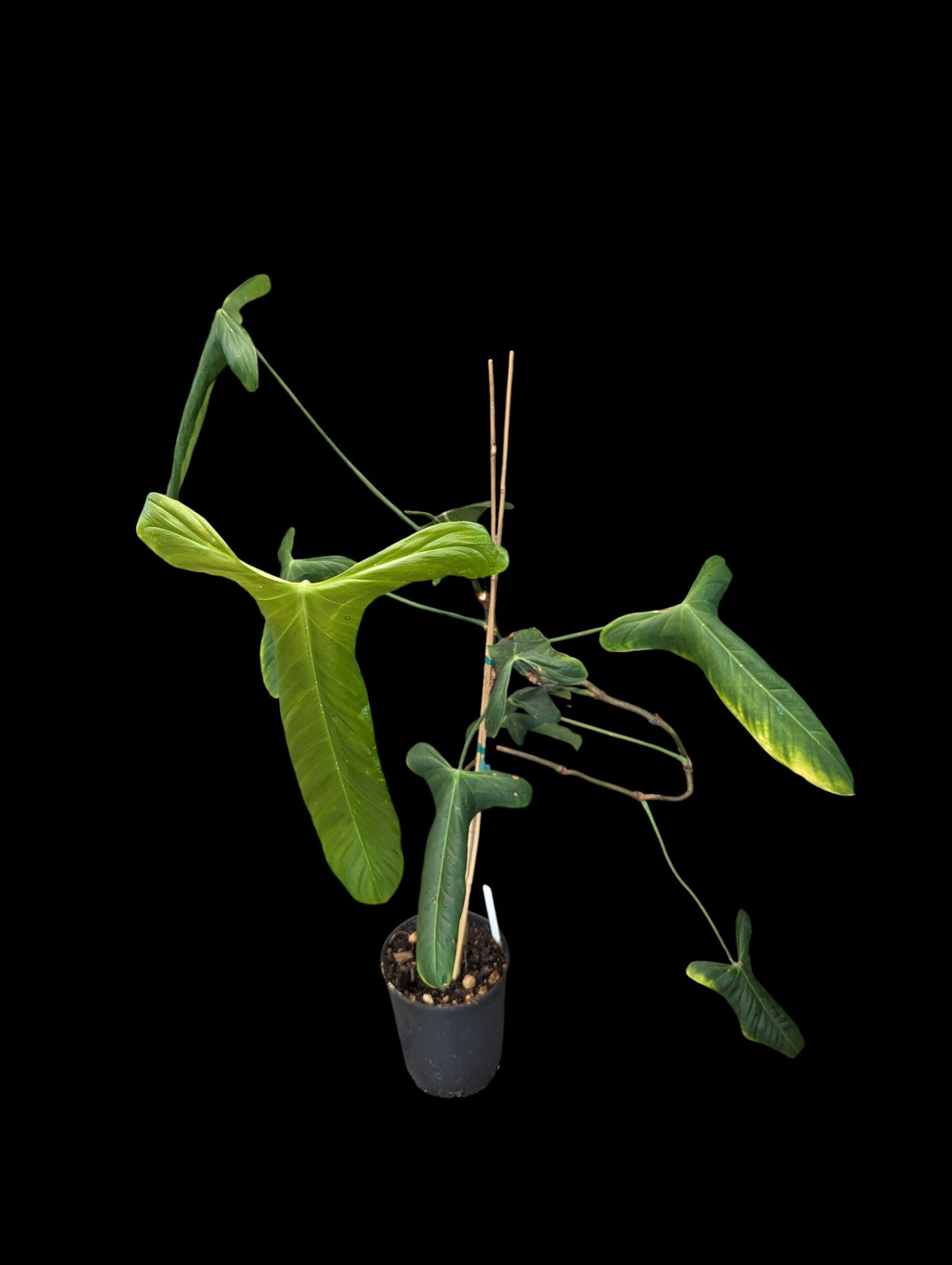 Philodendron balaoanum