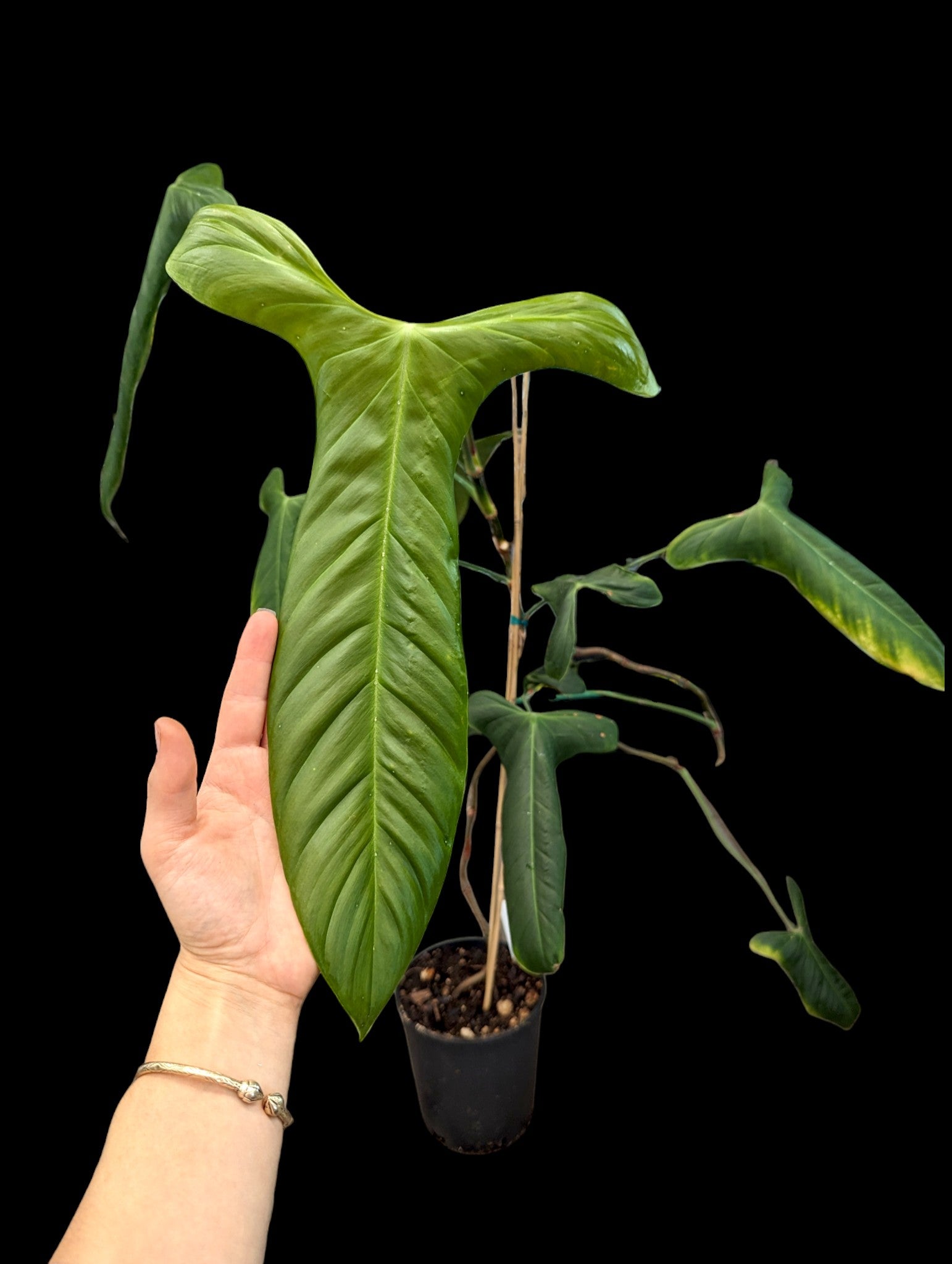 Philodendron balaoanum