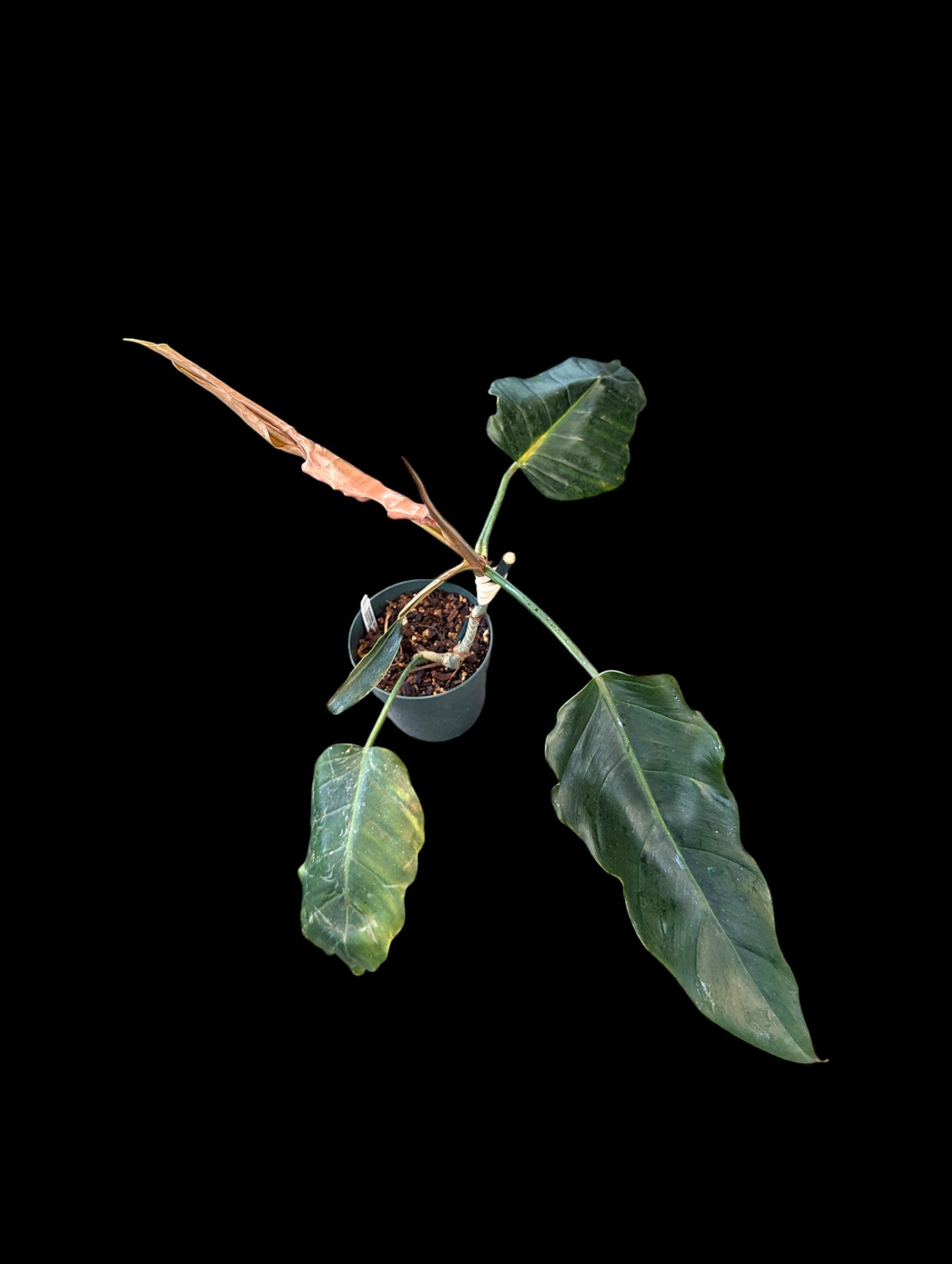 Philodendron Angel Eyes