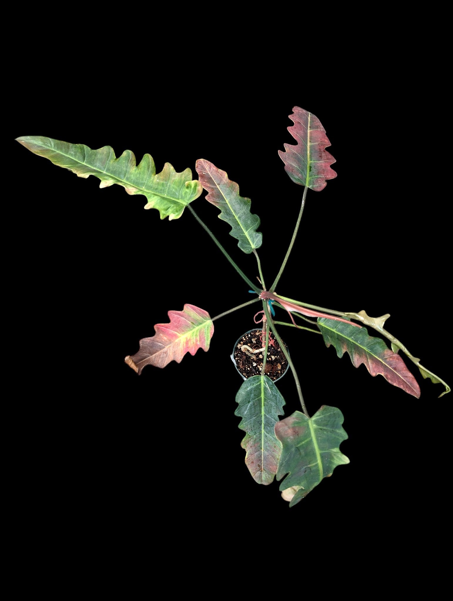 Philodendron Angel Eyes