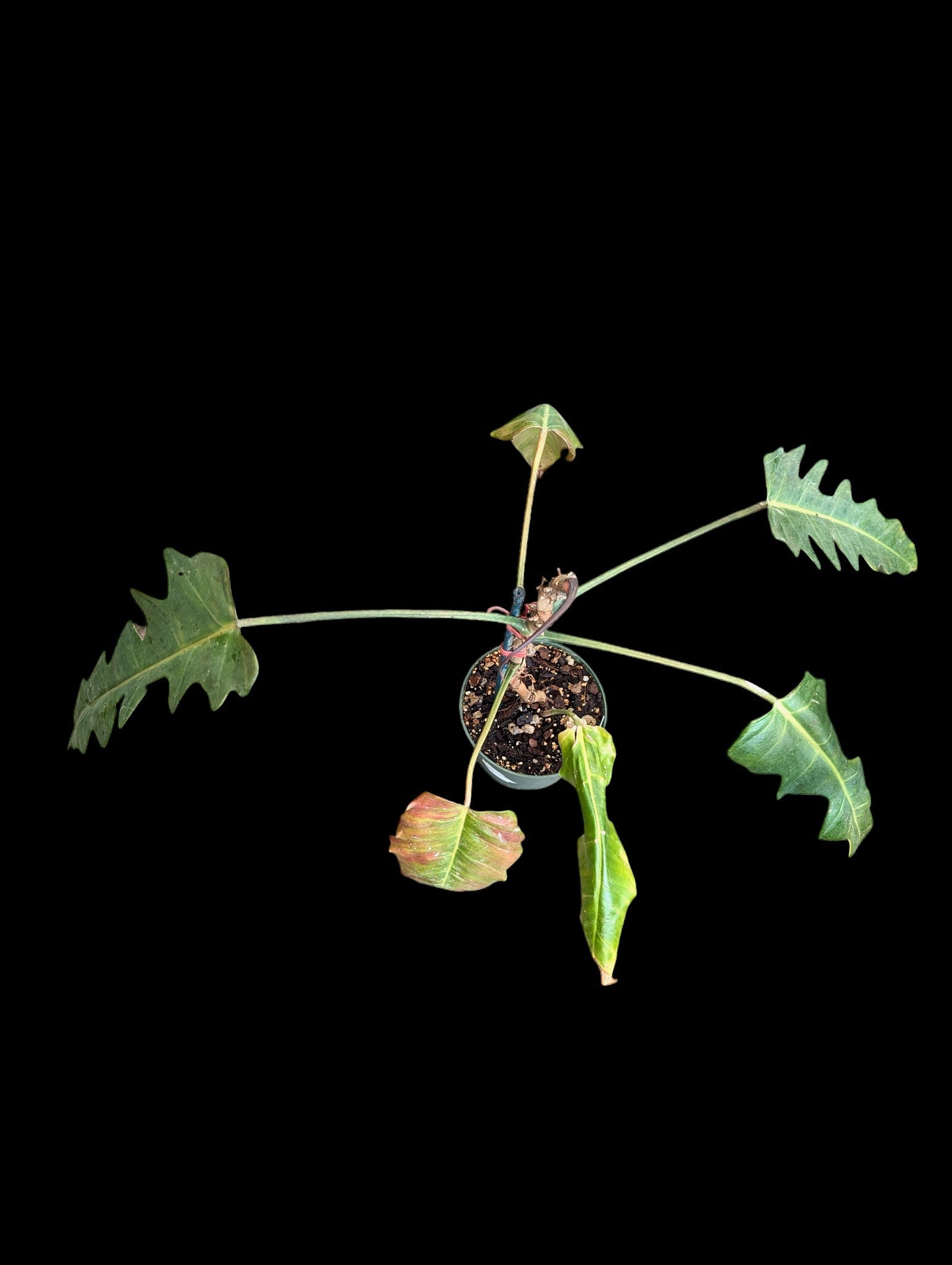 Philodendron Angel Eyes