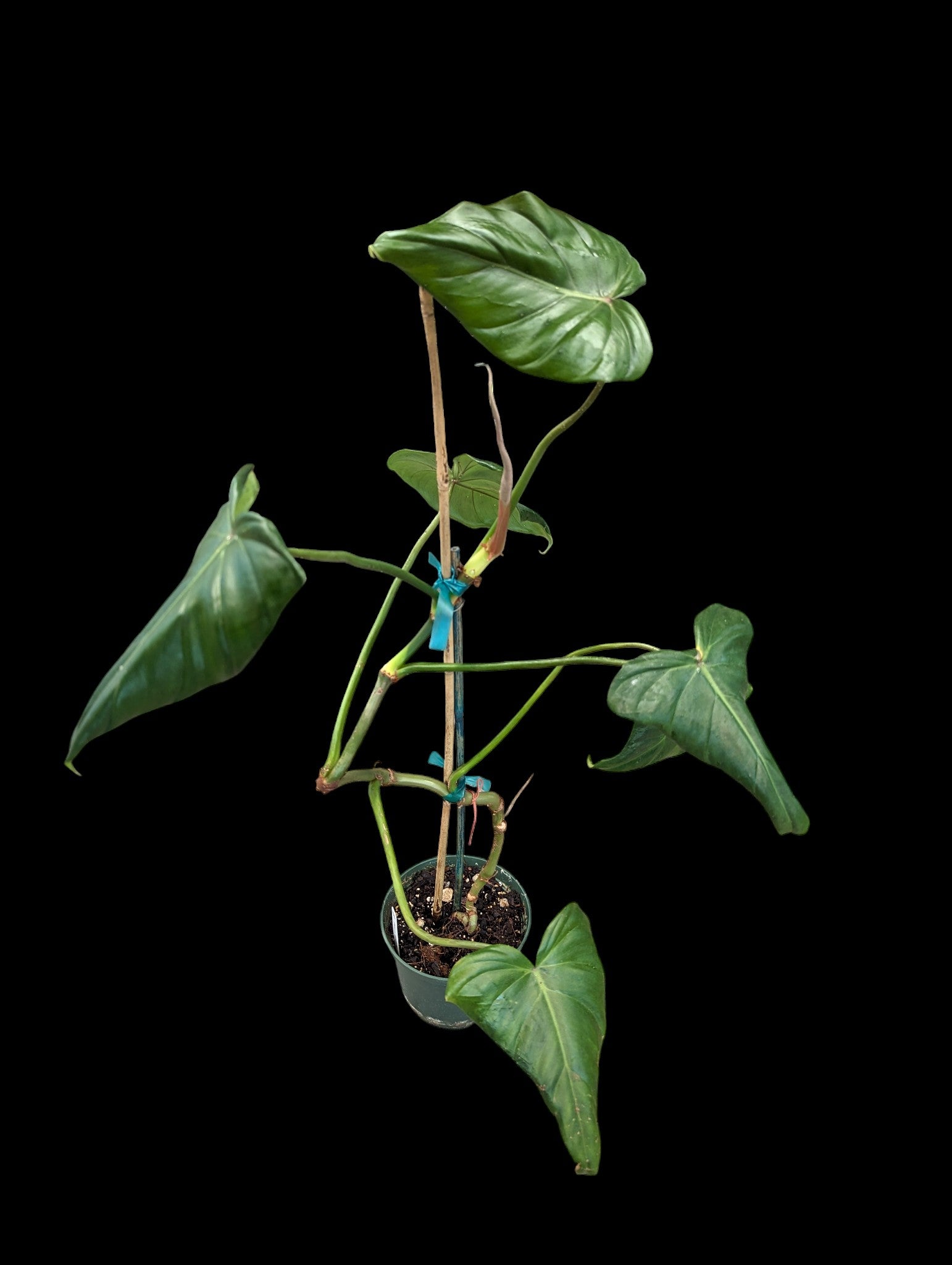 Philodendron Green Wonder