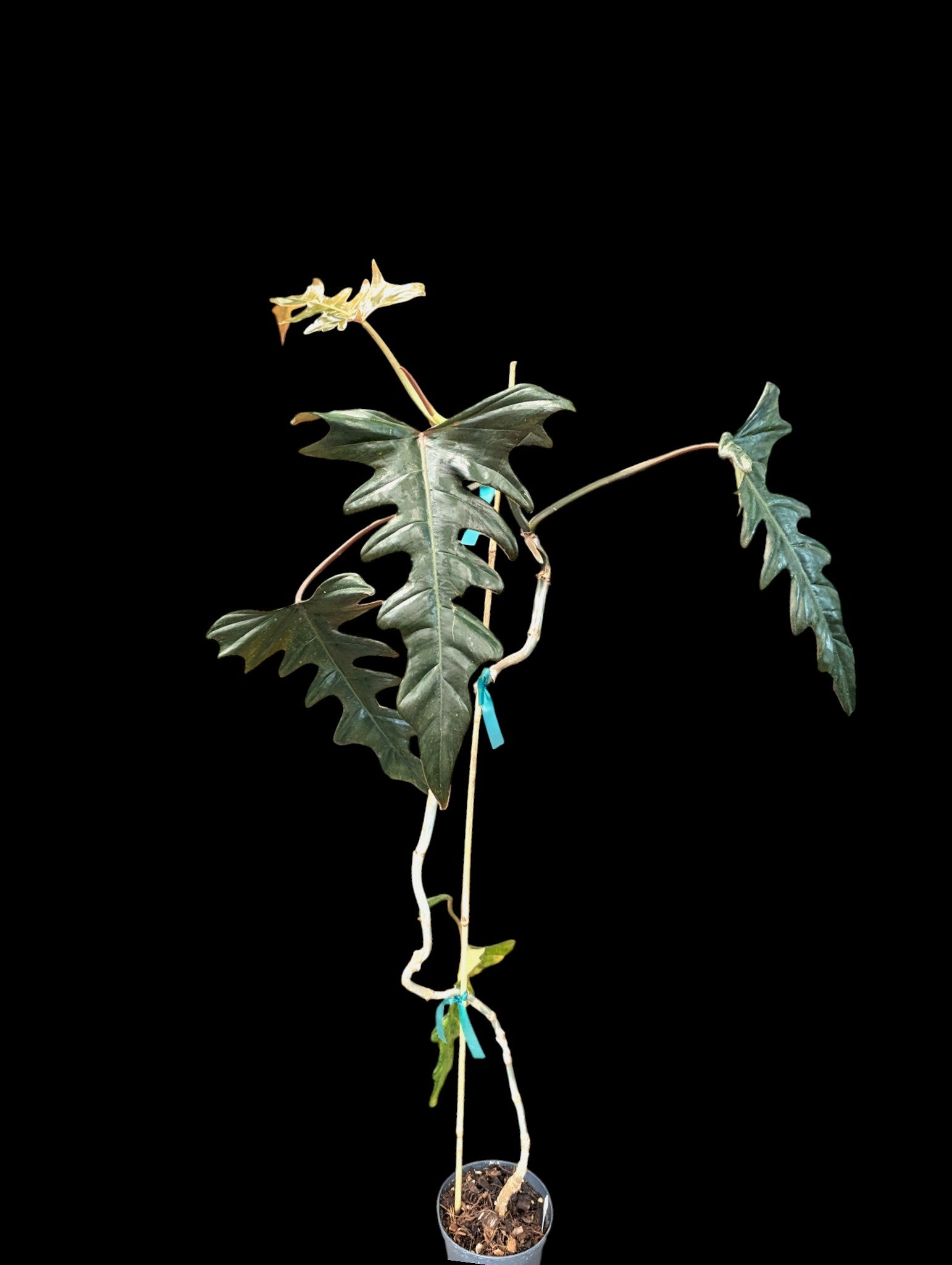 Philodendron pinnatilobum aff x P. tortum