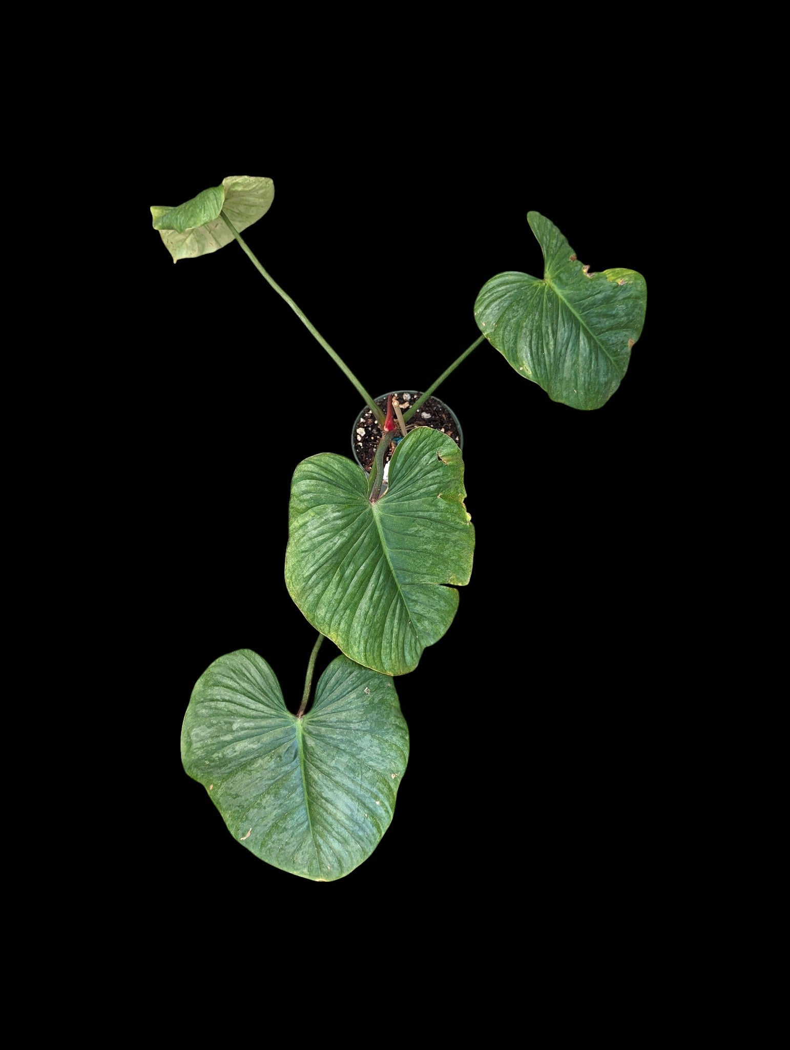 Philodendron mamei x P. lynamii