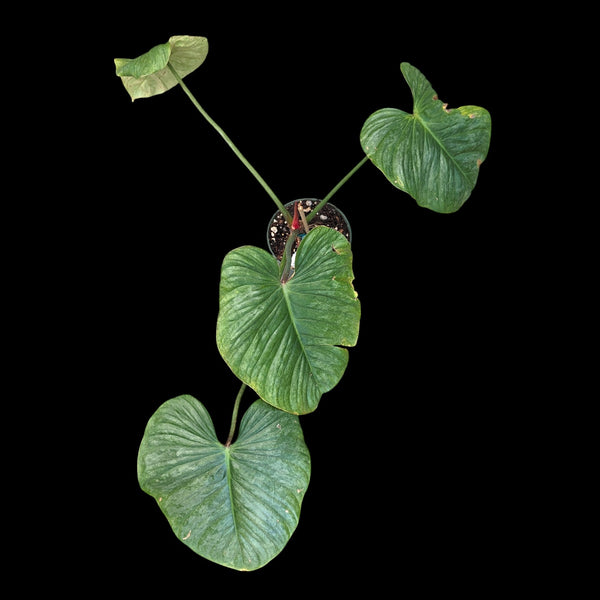 Philodendron mamei x P. lynamii