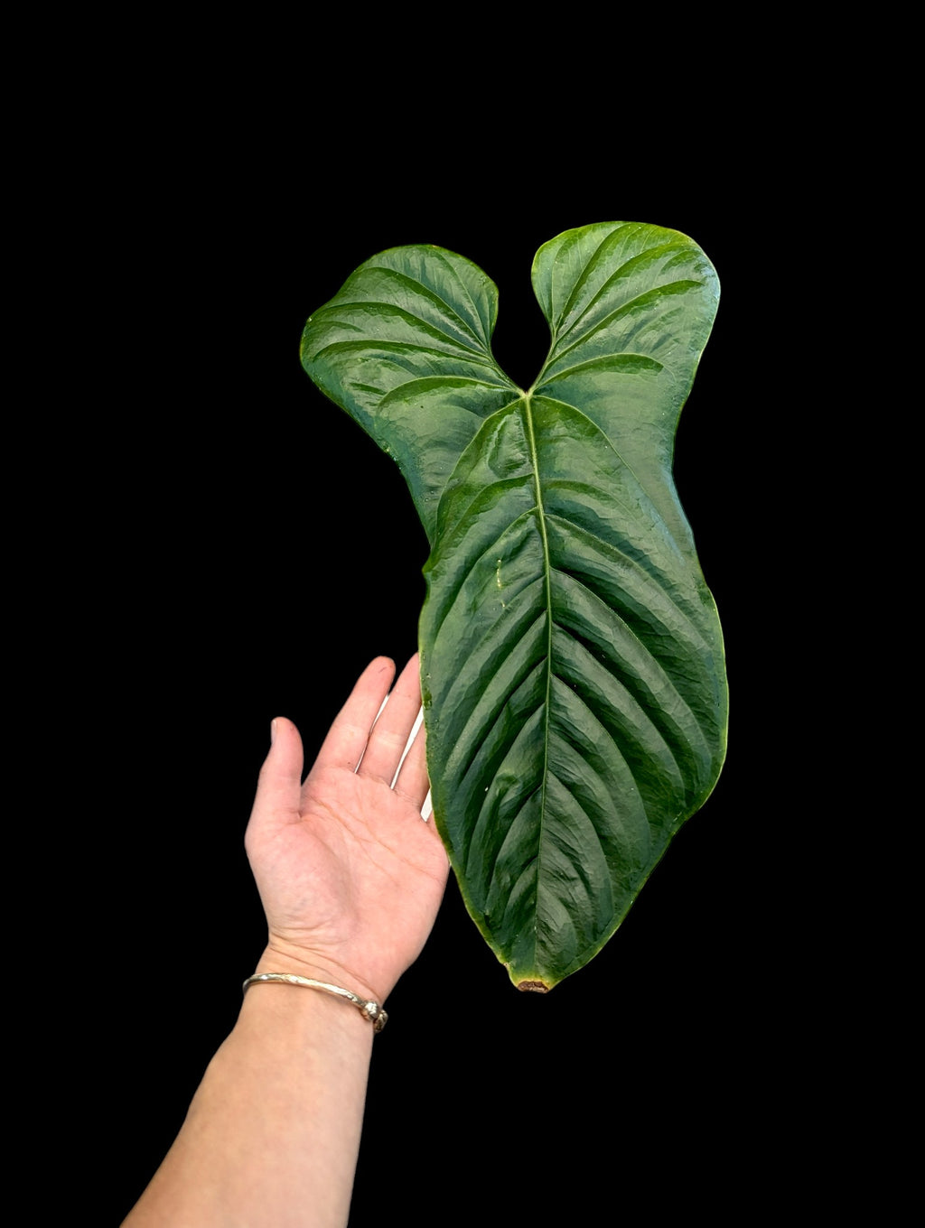 anthurium pandurilaminum Anthurium pandurilaminum