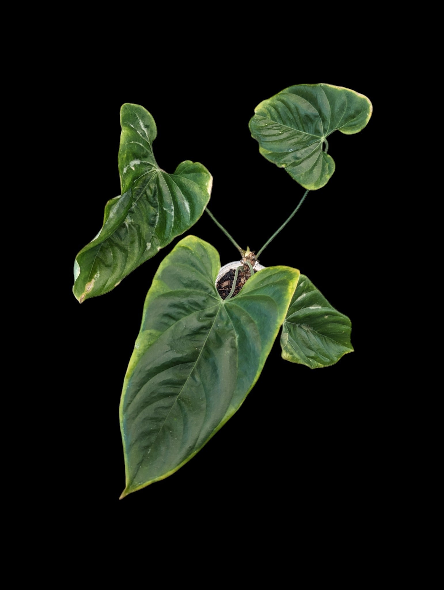 Anthurium pandurilaminum