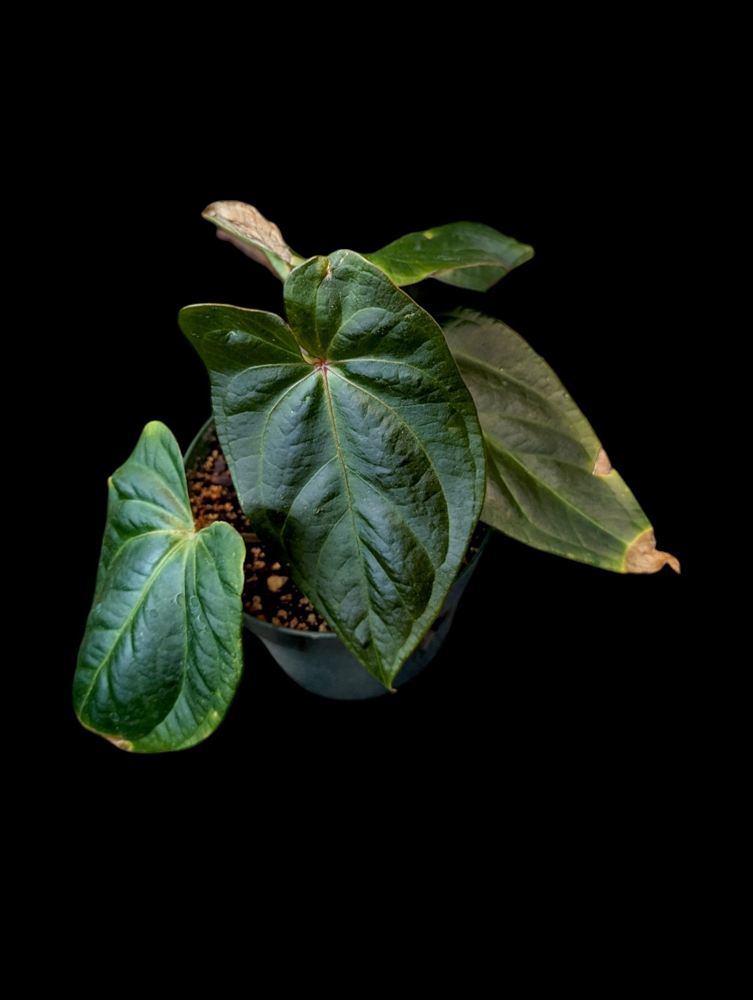 Anthurium Shuar Princess