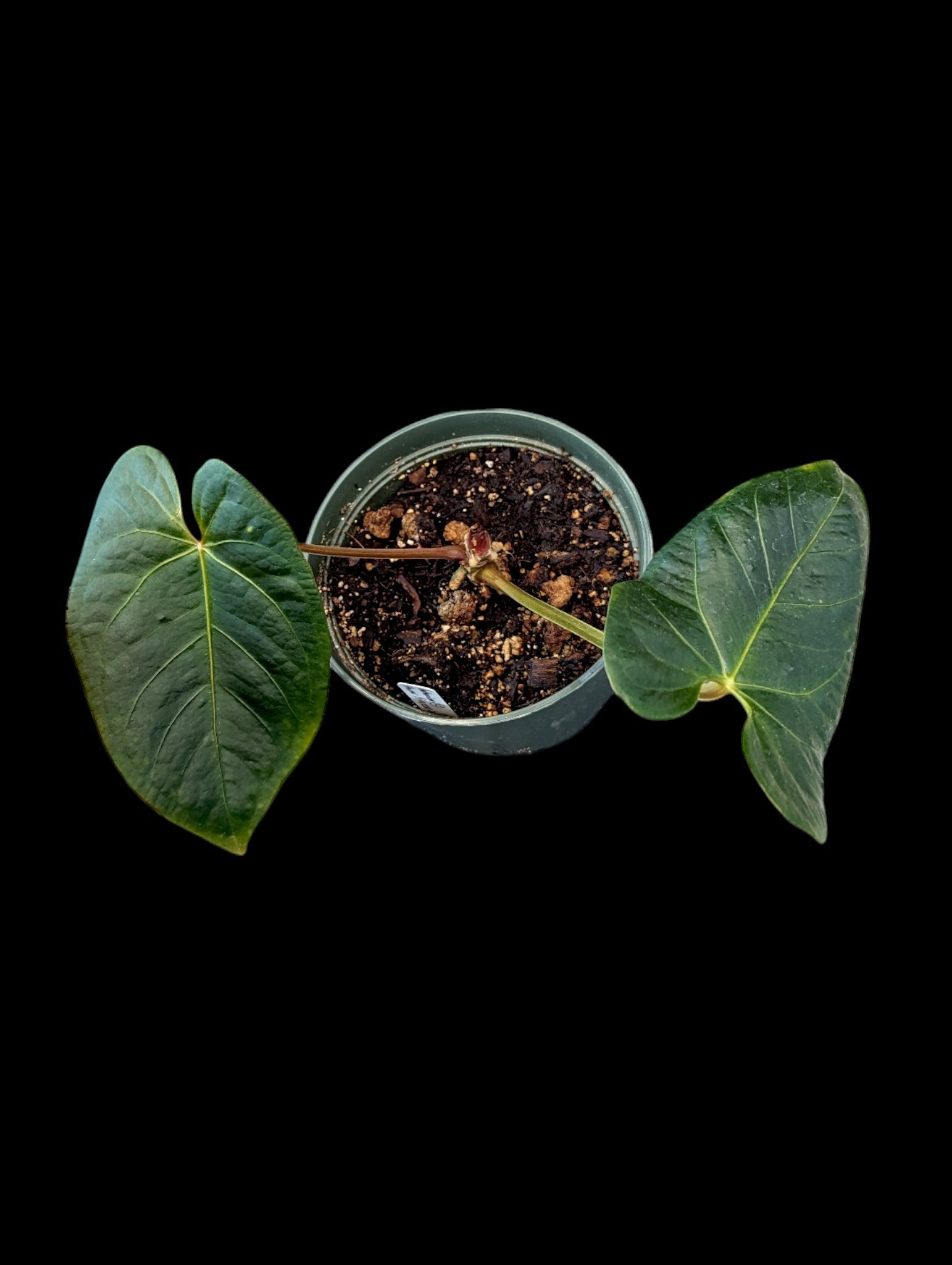 Anthurium Shuar Princess