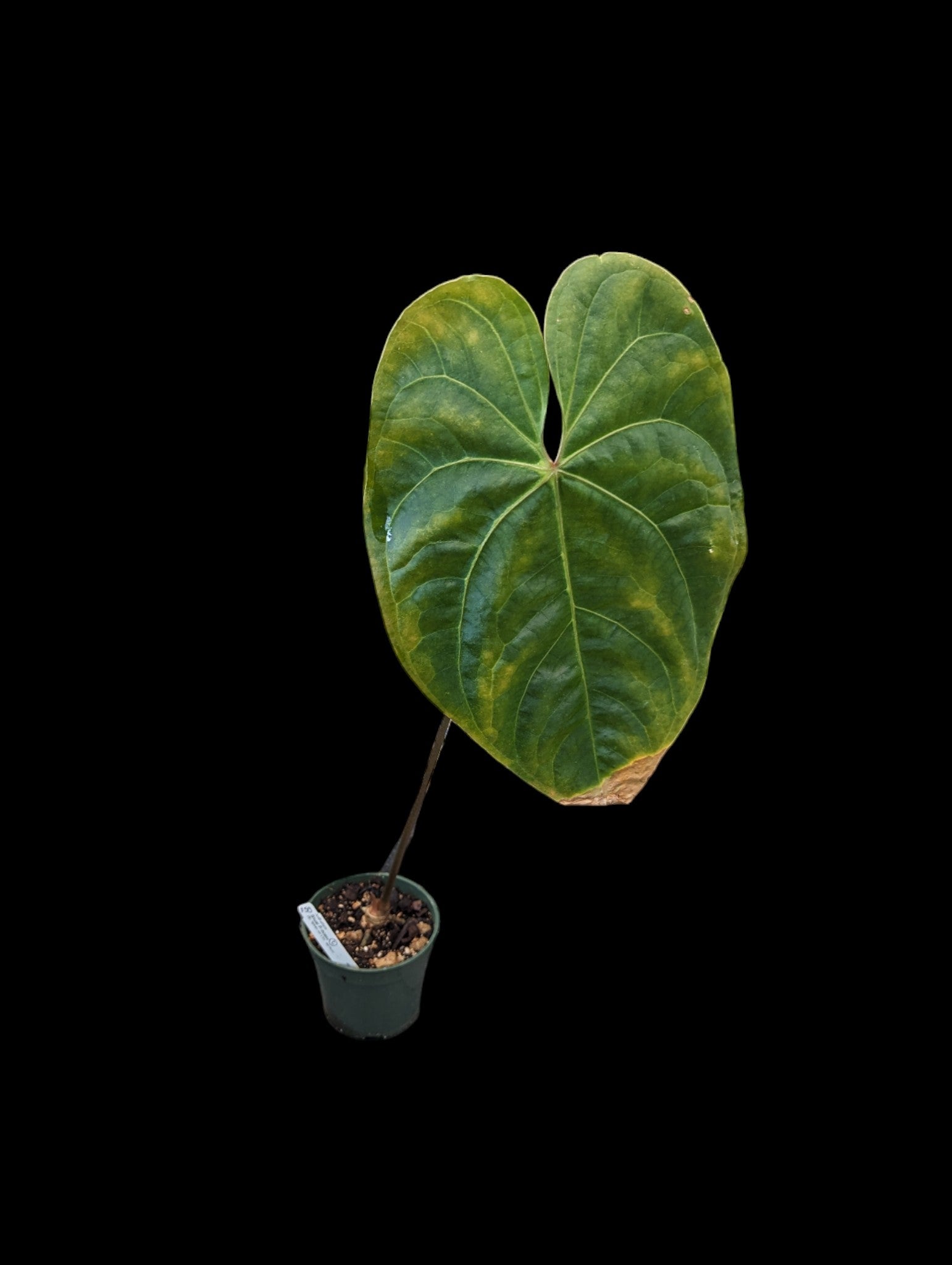 Anthurium Shuar Princess