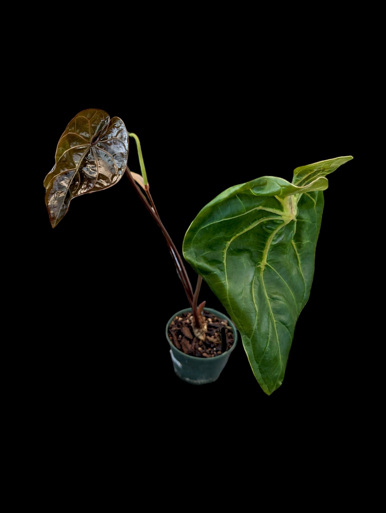 Anthurium Shuar Princess