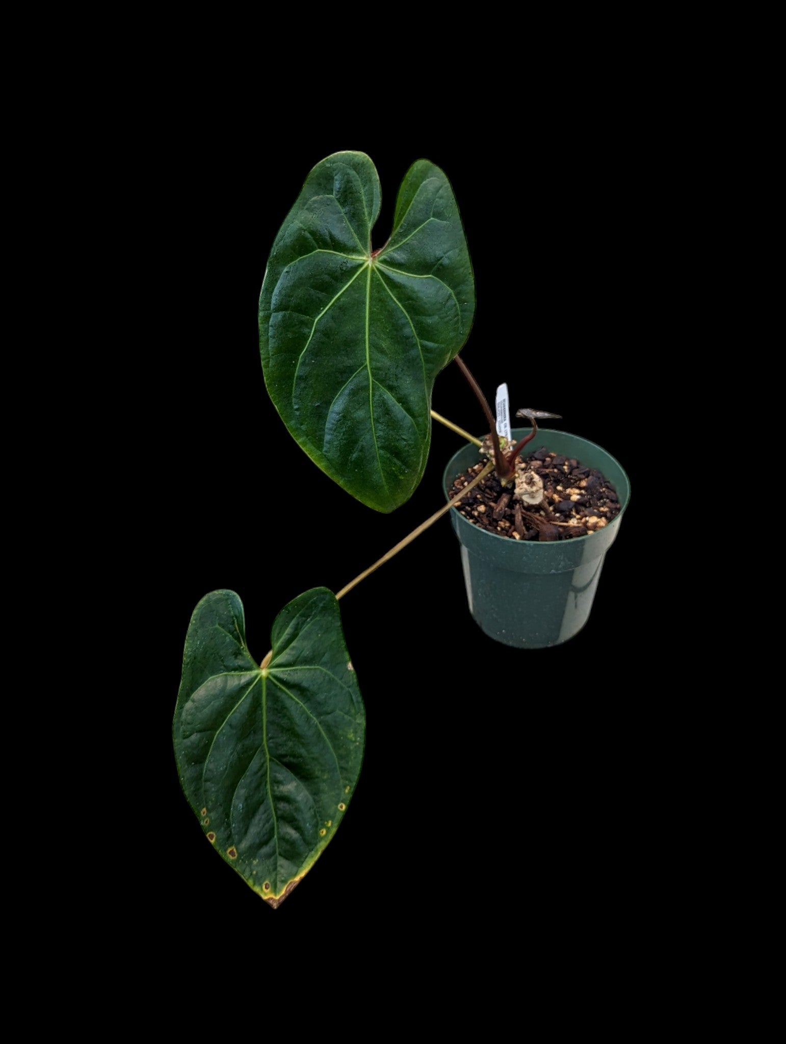 Anthurium Shuar Princess